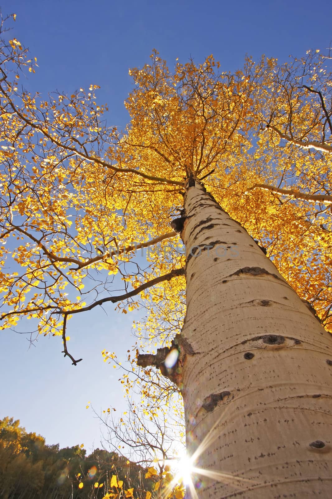 Aspen trees with fall color, San Juan National Forest, Colorado, USA