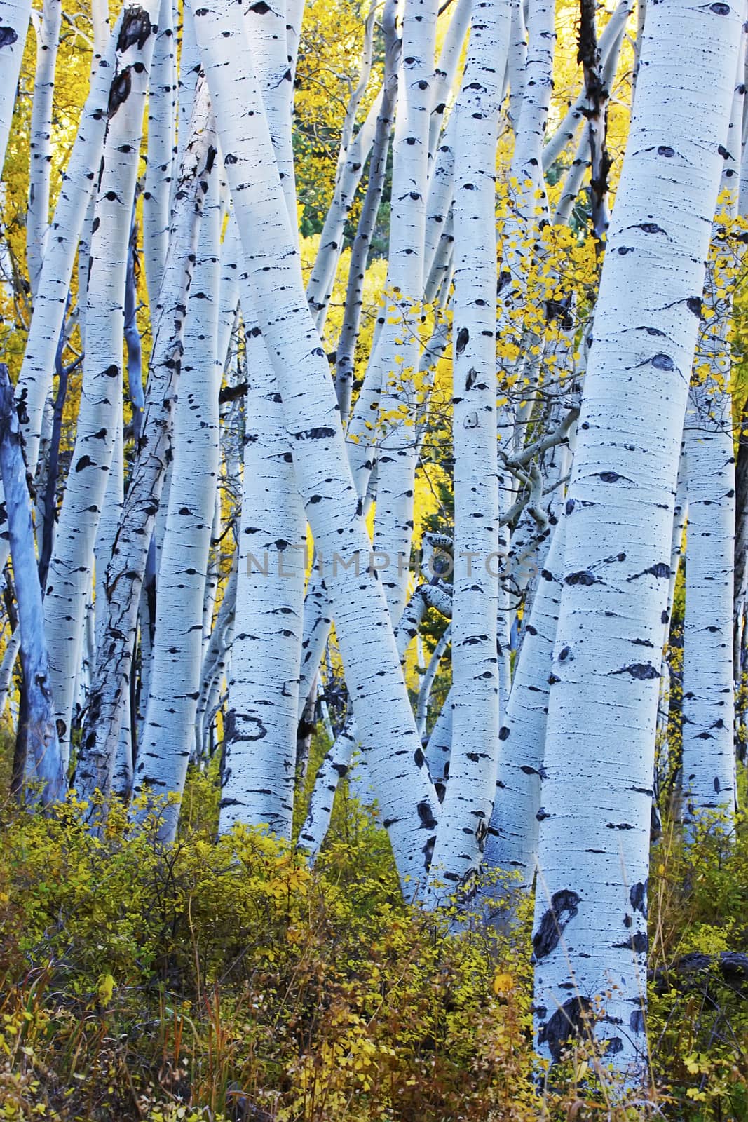 Aspen forest in a fall, Colorado by donya_nedomam