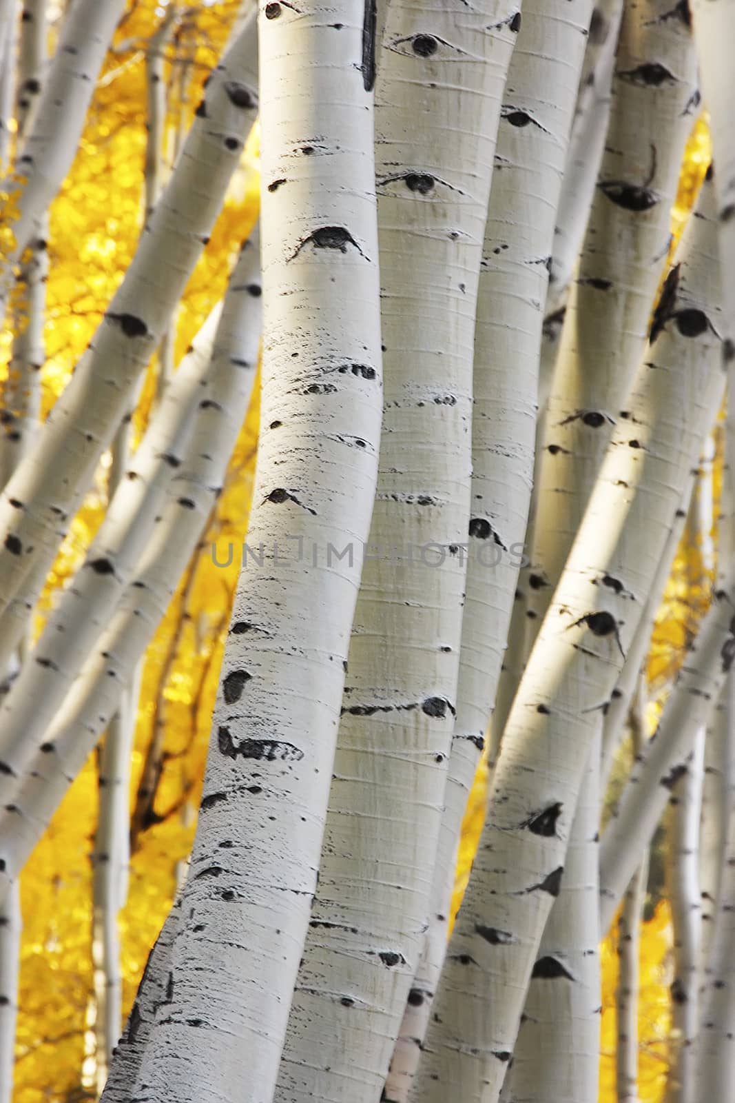 Aspen forest in a fall, Colorado, USA