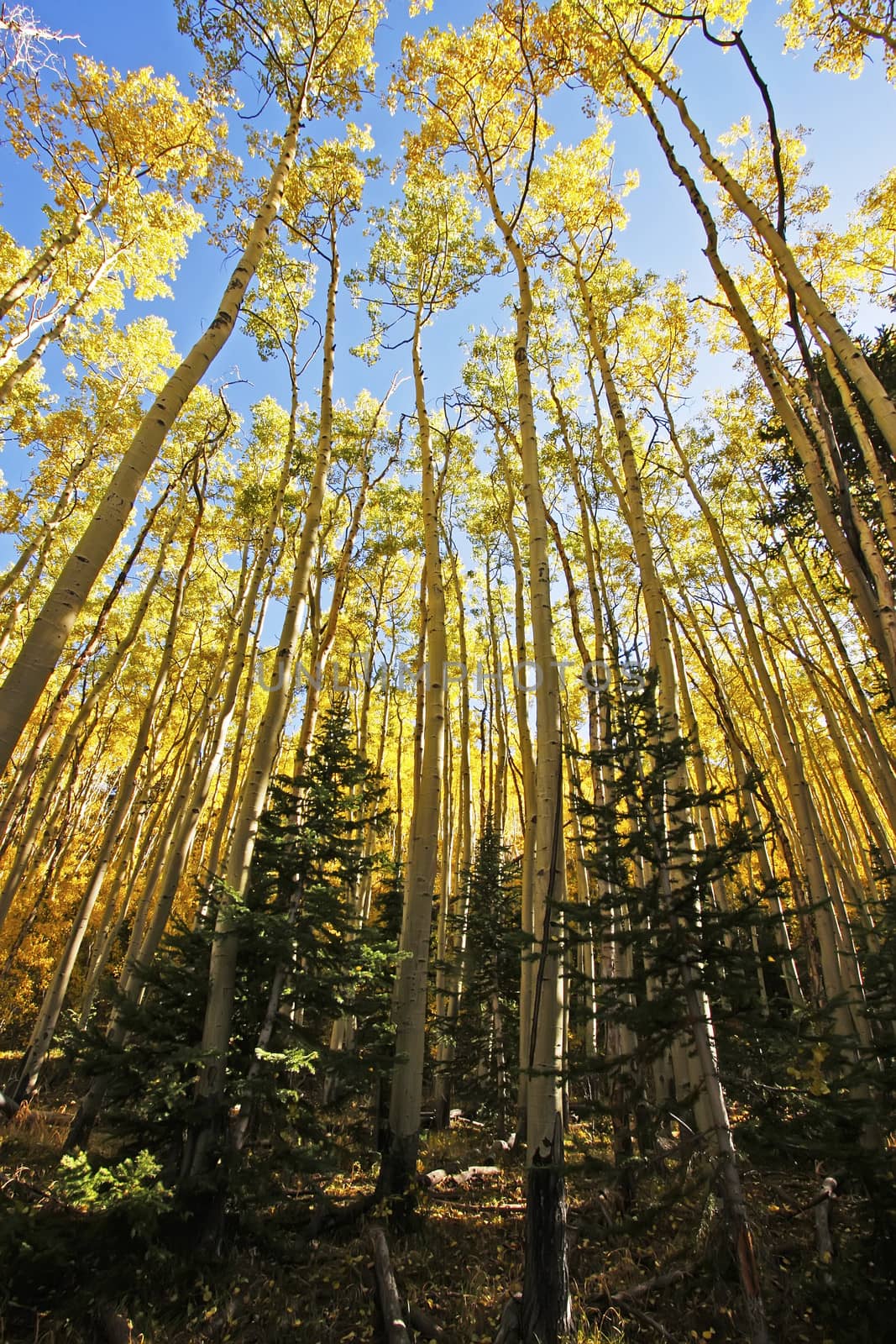 Aspen trees with fall color, San Juan National Forest, Colorado, USA