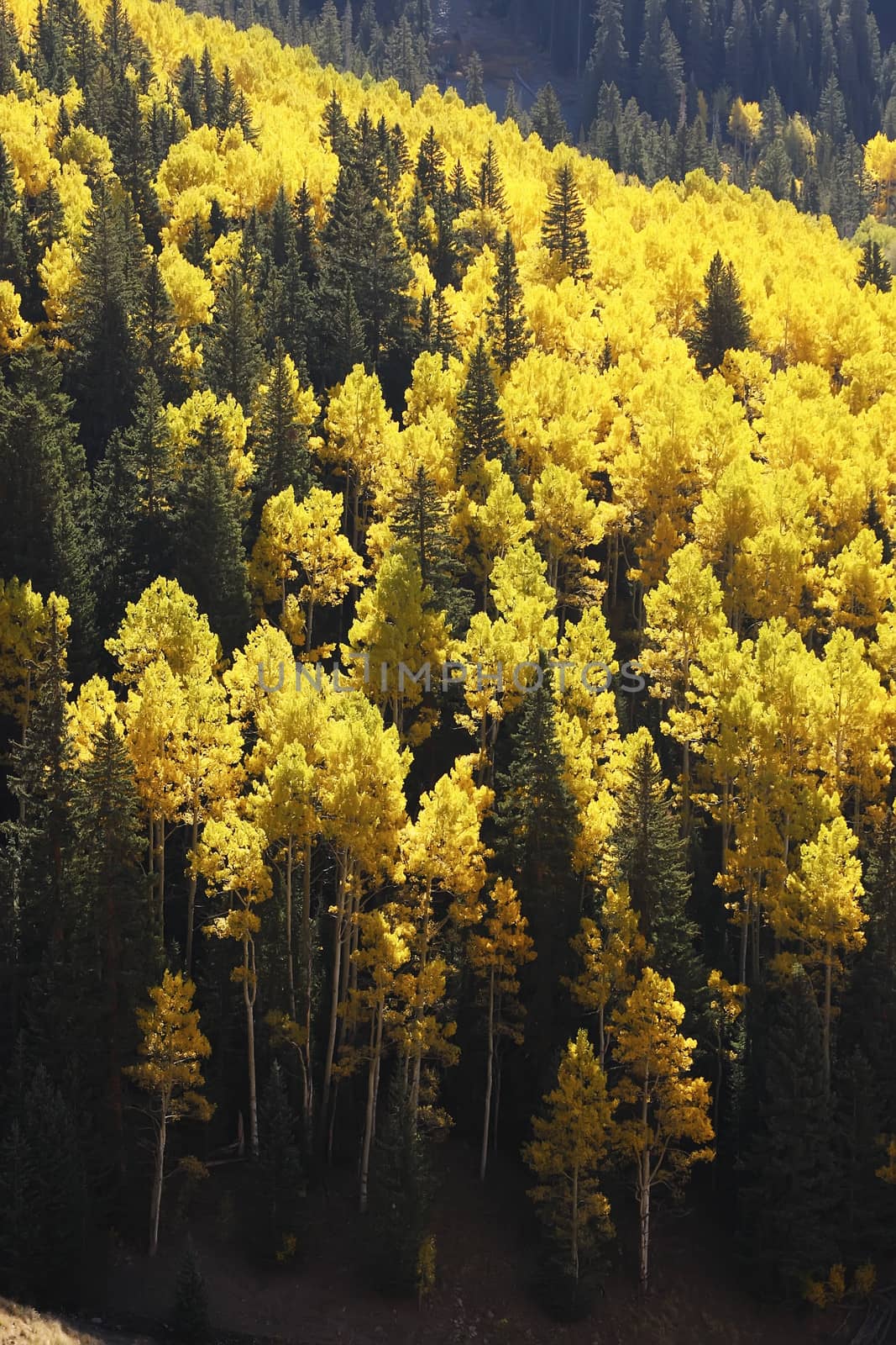 Aspen trees with fall color, San Juan National Forest, Colorado by donya_nedomam