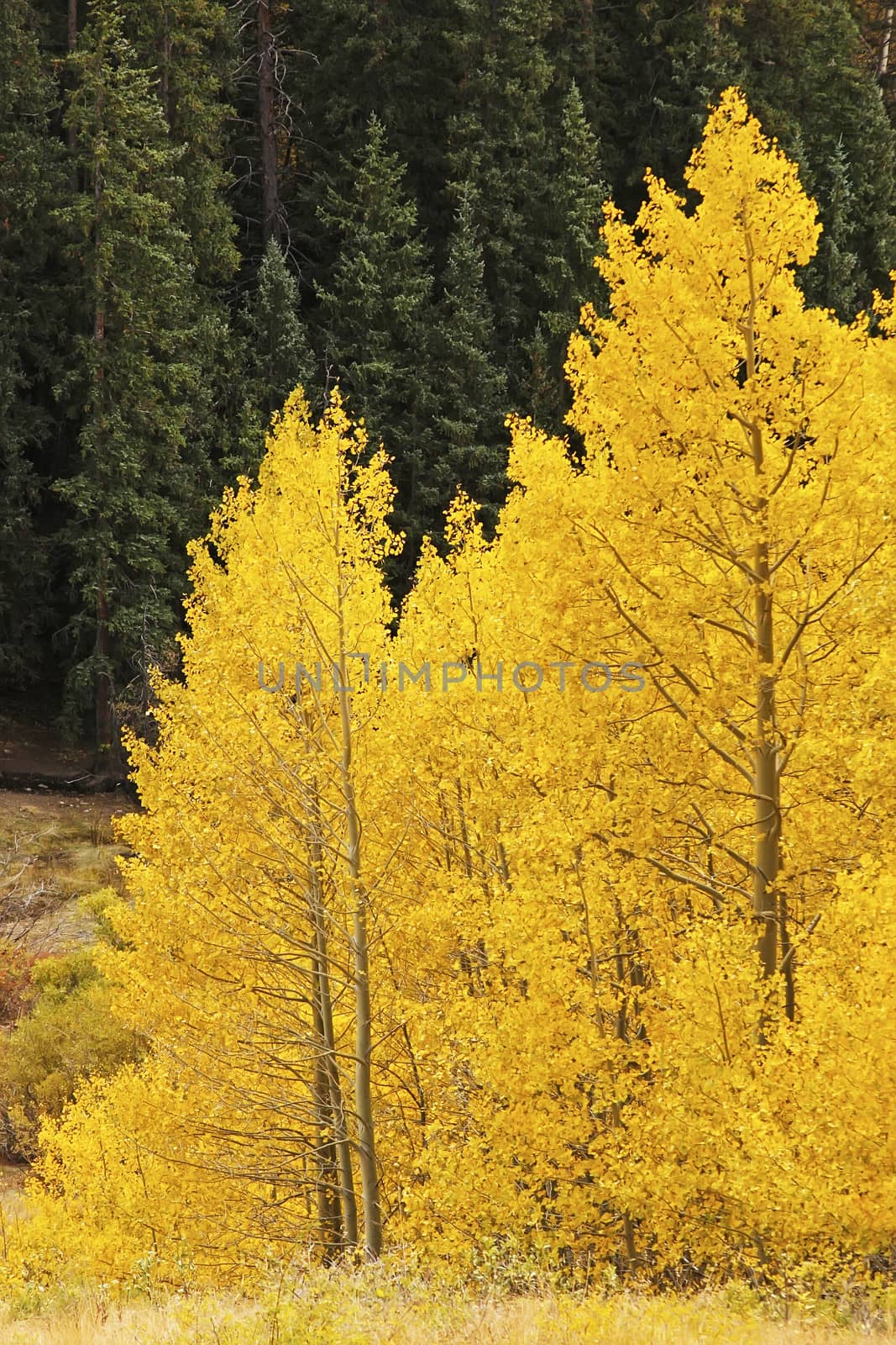 Aspen trees with fall color, San Juan National Forest, Colorado by donya_nedomam