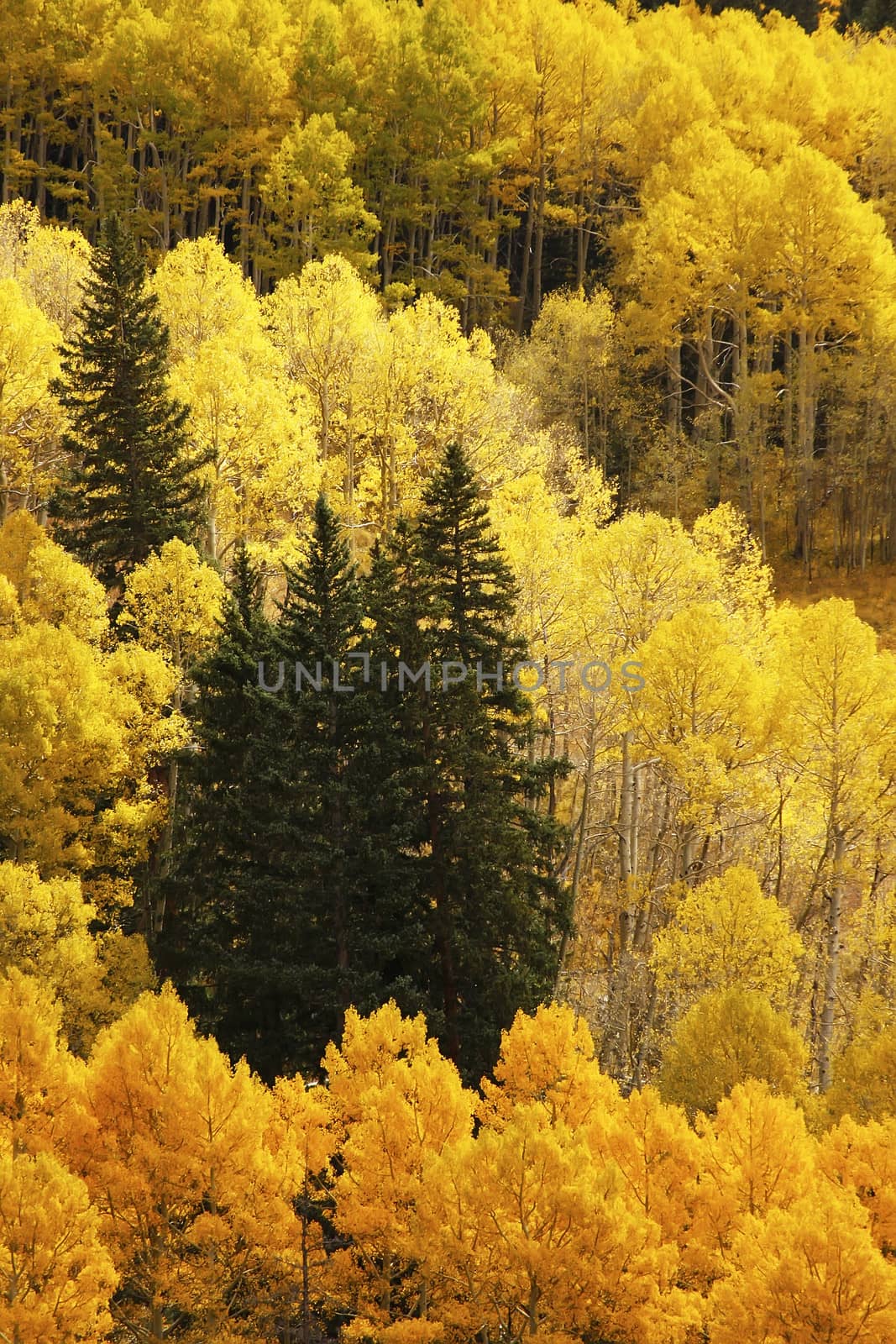 Aspen trees with fall color, San Juan National Forest, Colorado, USA