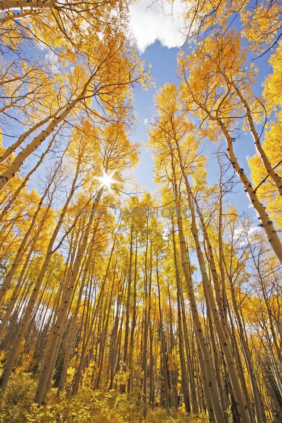 Aspen trees with fall color, San Juan National Forest, Colorado by donya_nedomam