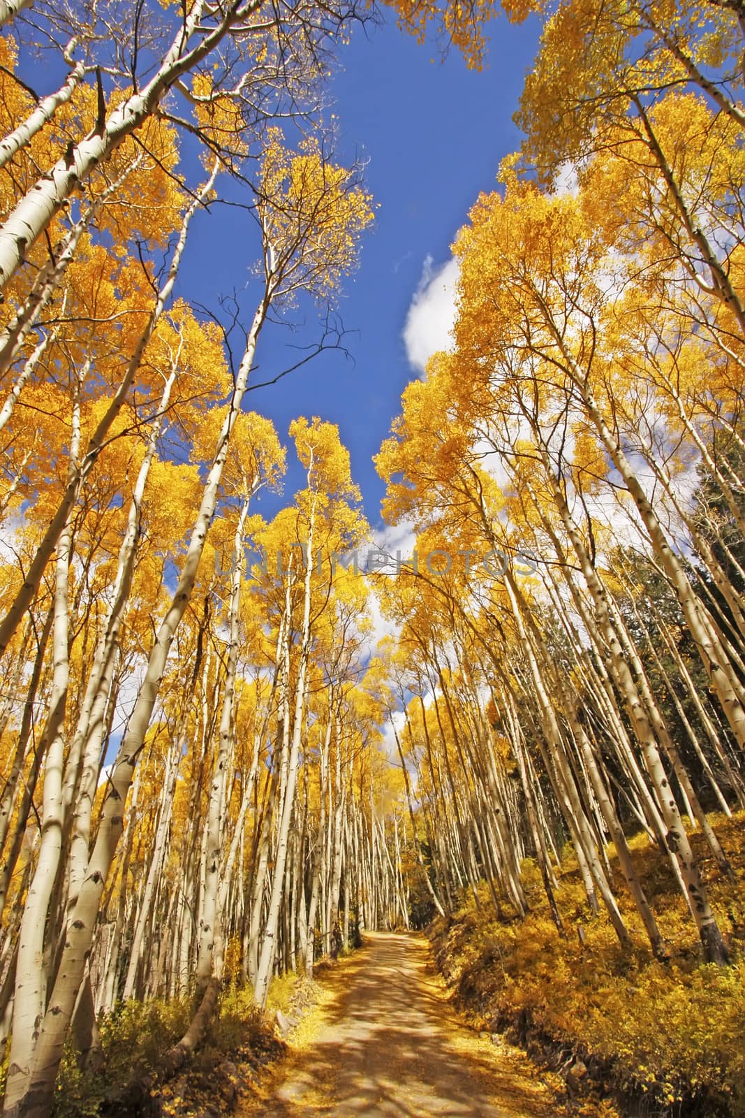 Aspen trees with fall color, San Juan National Forest, Colorado, USA