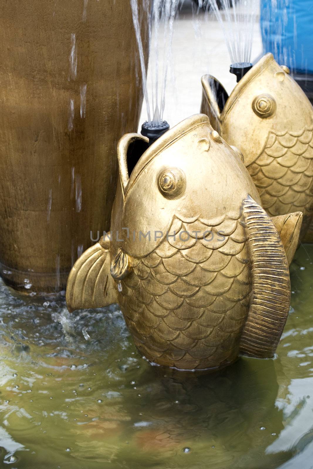 Koi carp fish in a temple pond