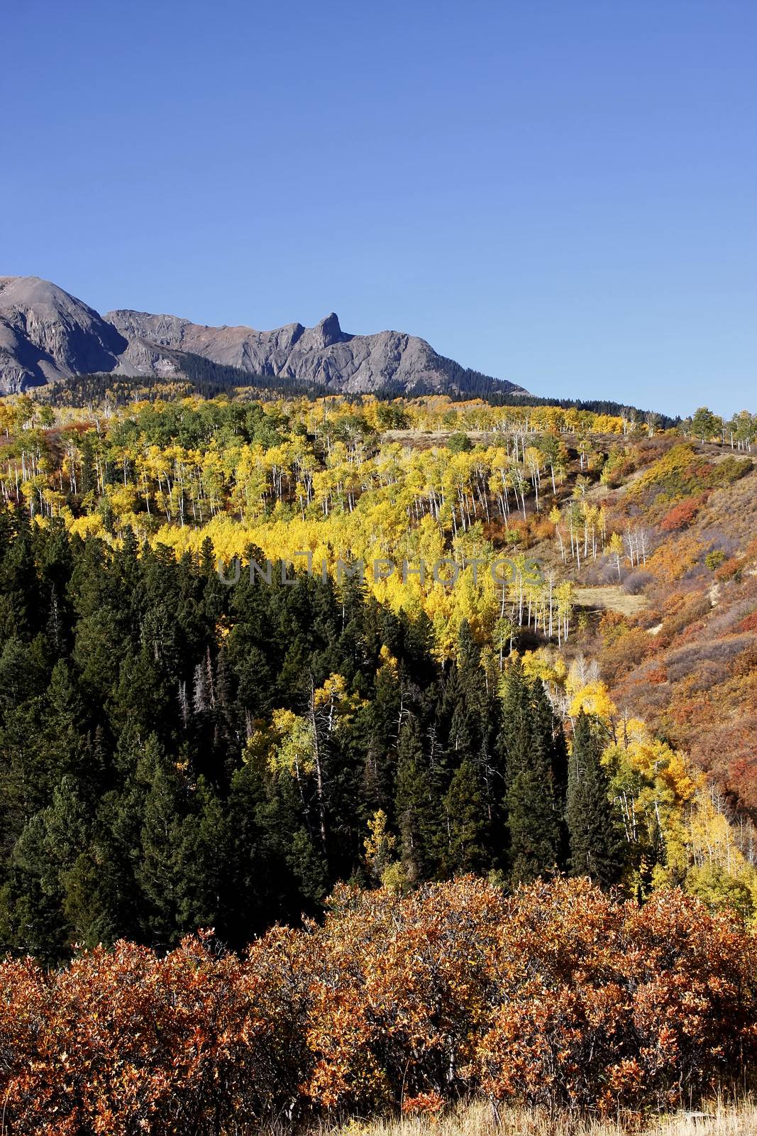 Dallas Divide, Uncompahgre National Forest, Colorado, USA