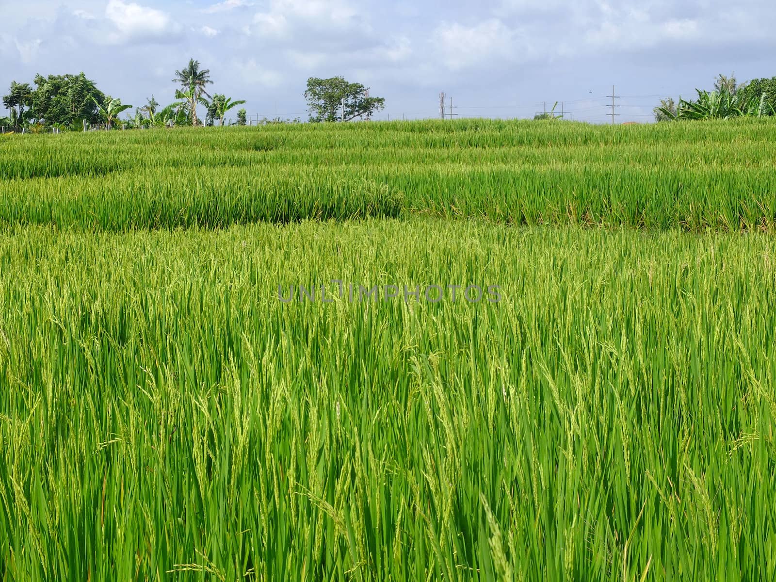 Rice field by Komar