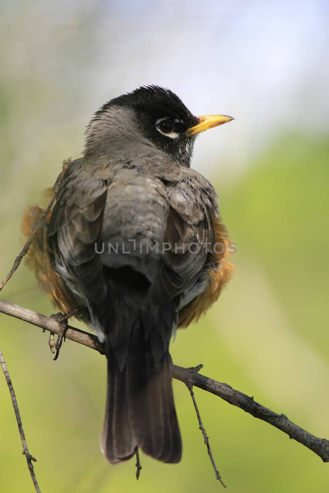 American Robin (Turdus migratorius)