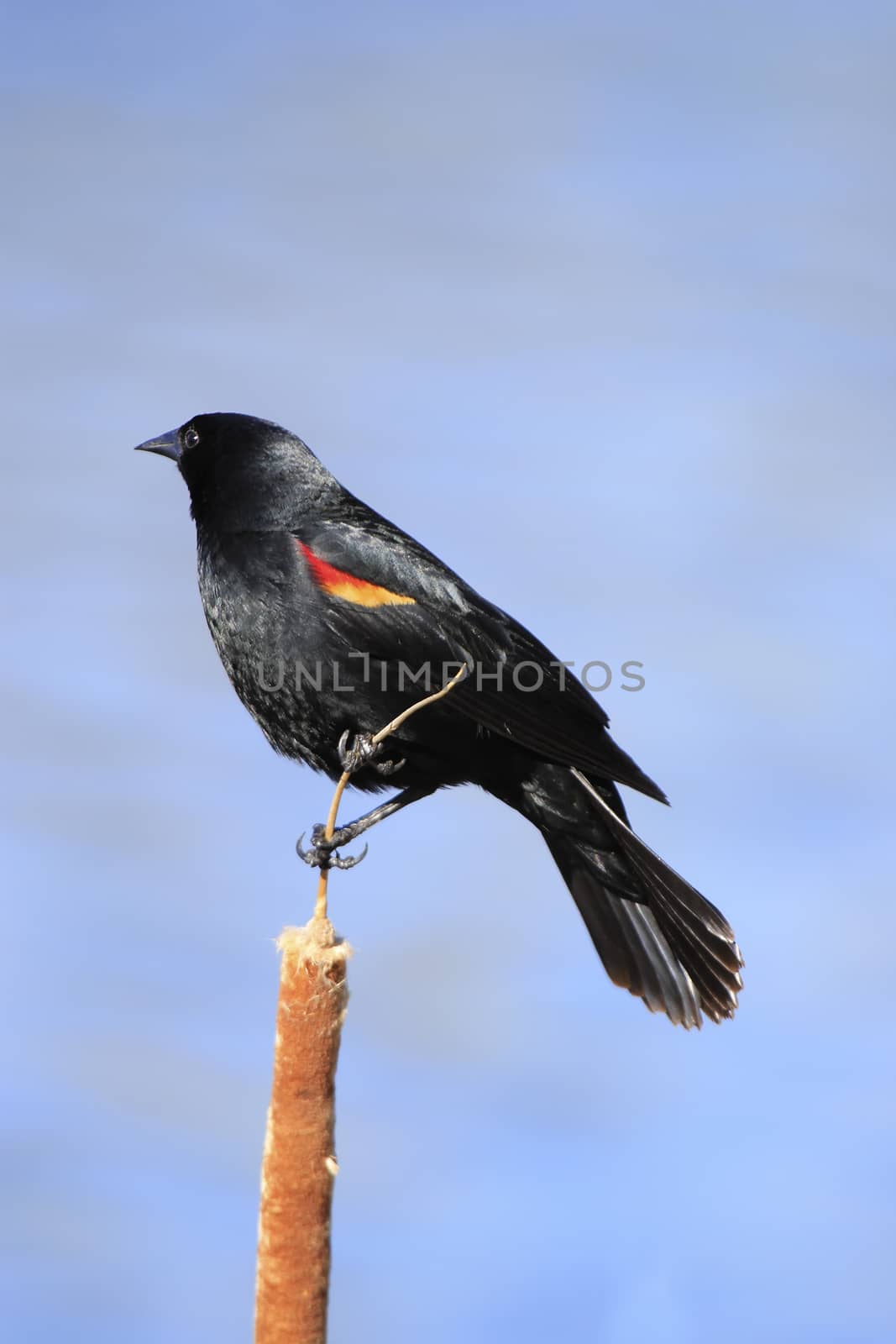 Red-winged Blackbird (Agelaius phoeniceus)