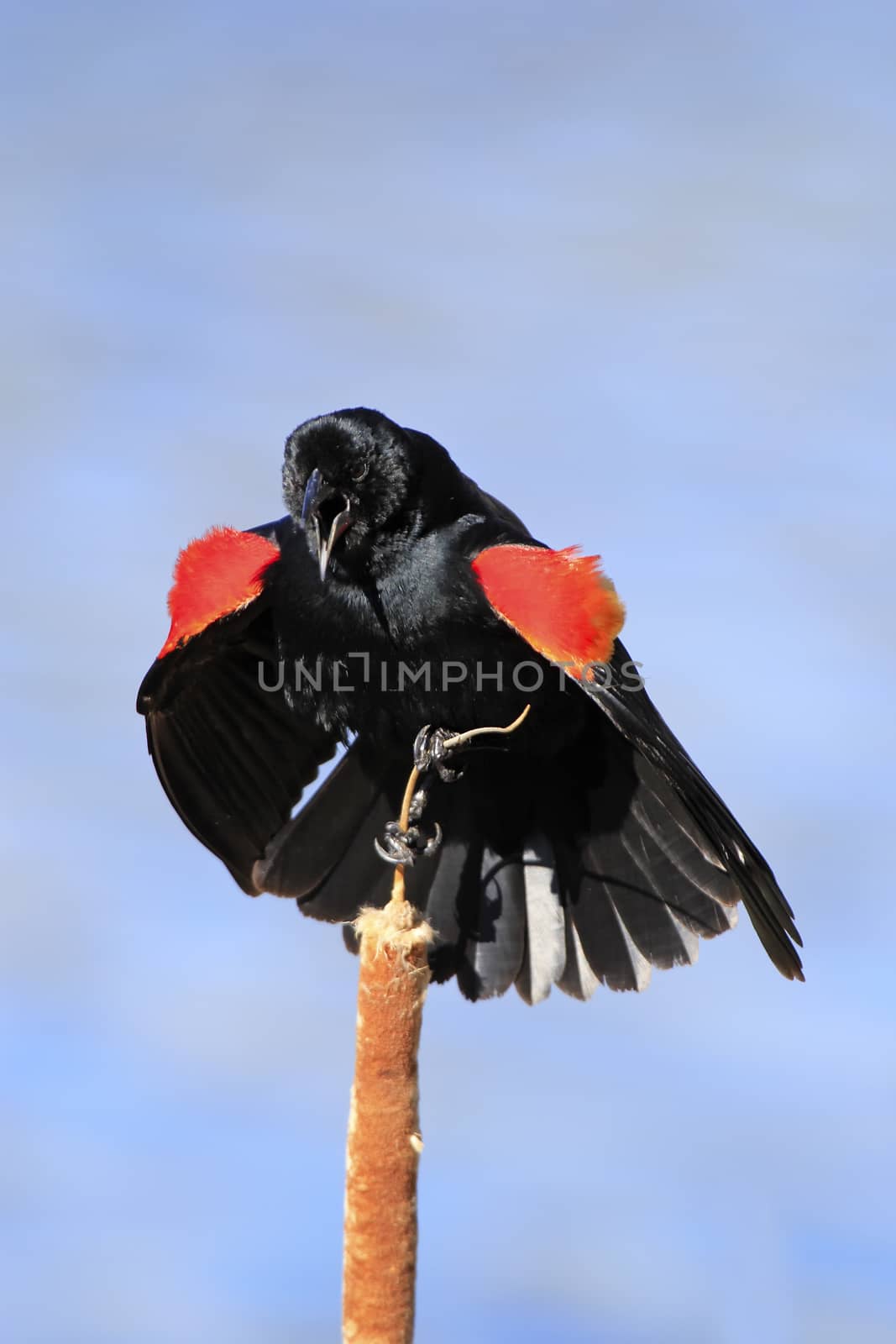 Red-winged Blackbird (Agelaius phoeniceus)