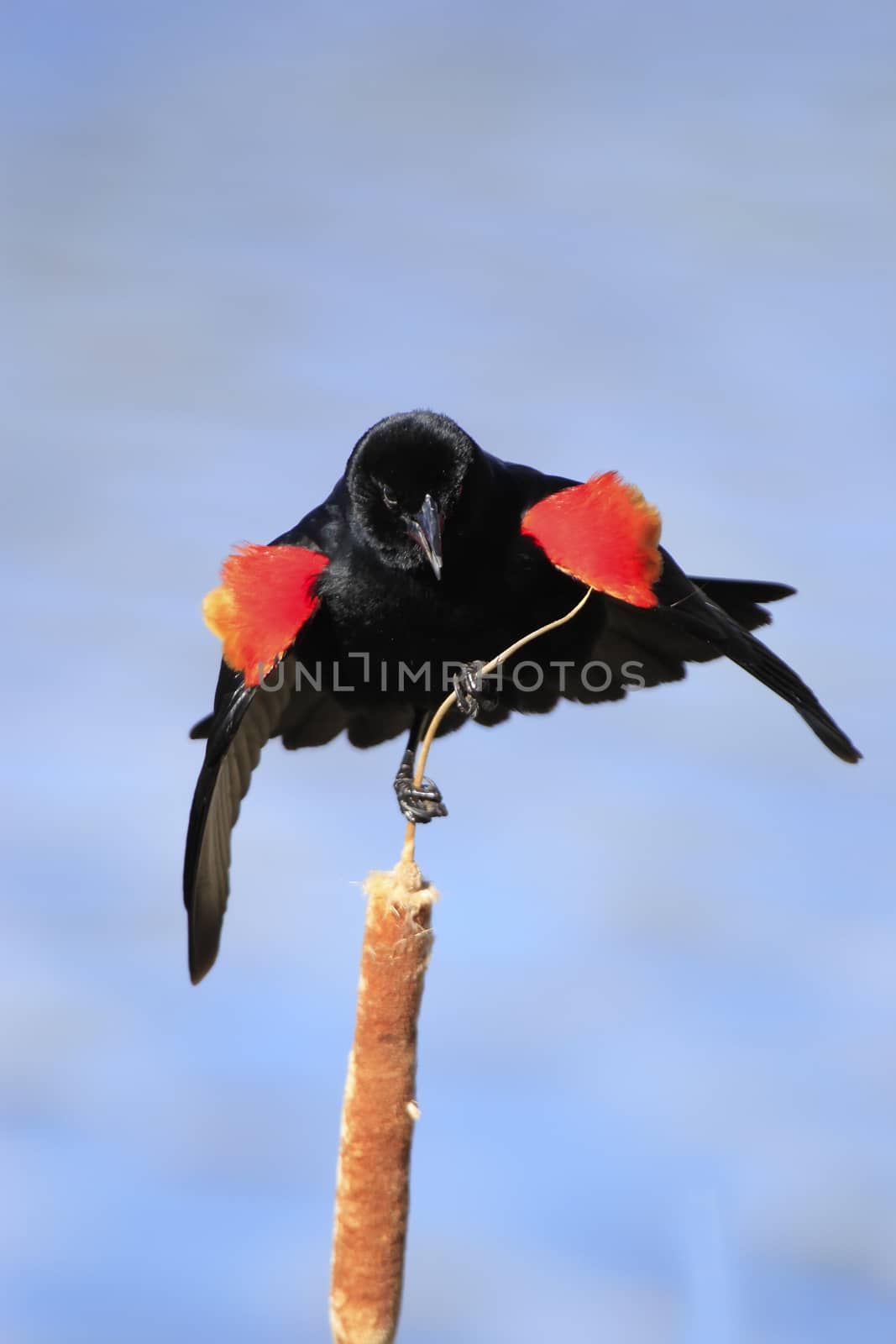 Red-winged Blackbird male by donya_nedomam