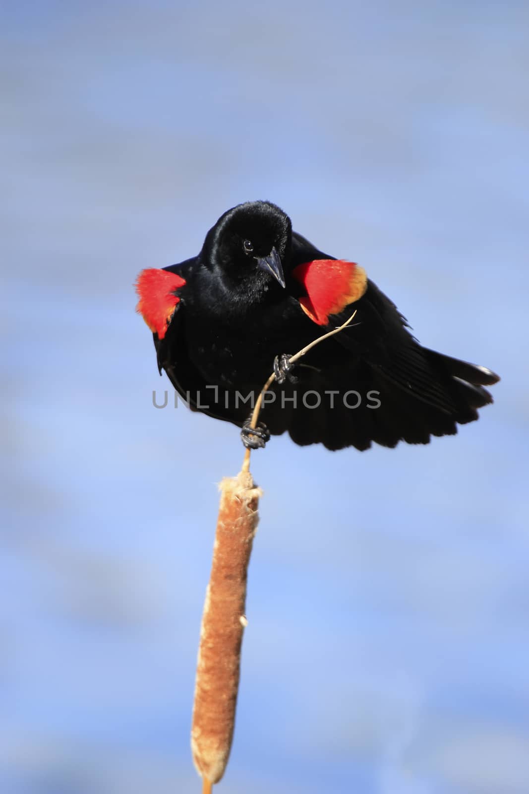 Red-winged Blackbird (Agelaius phoeniceus)