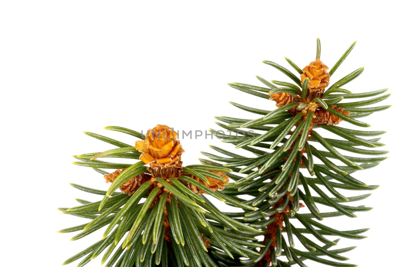 Two Green Spruce Branches with Little Fir Cones isolated on white background
