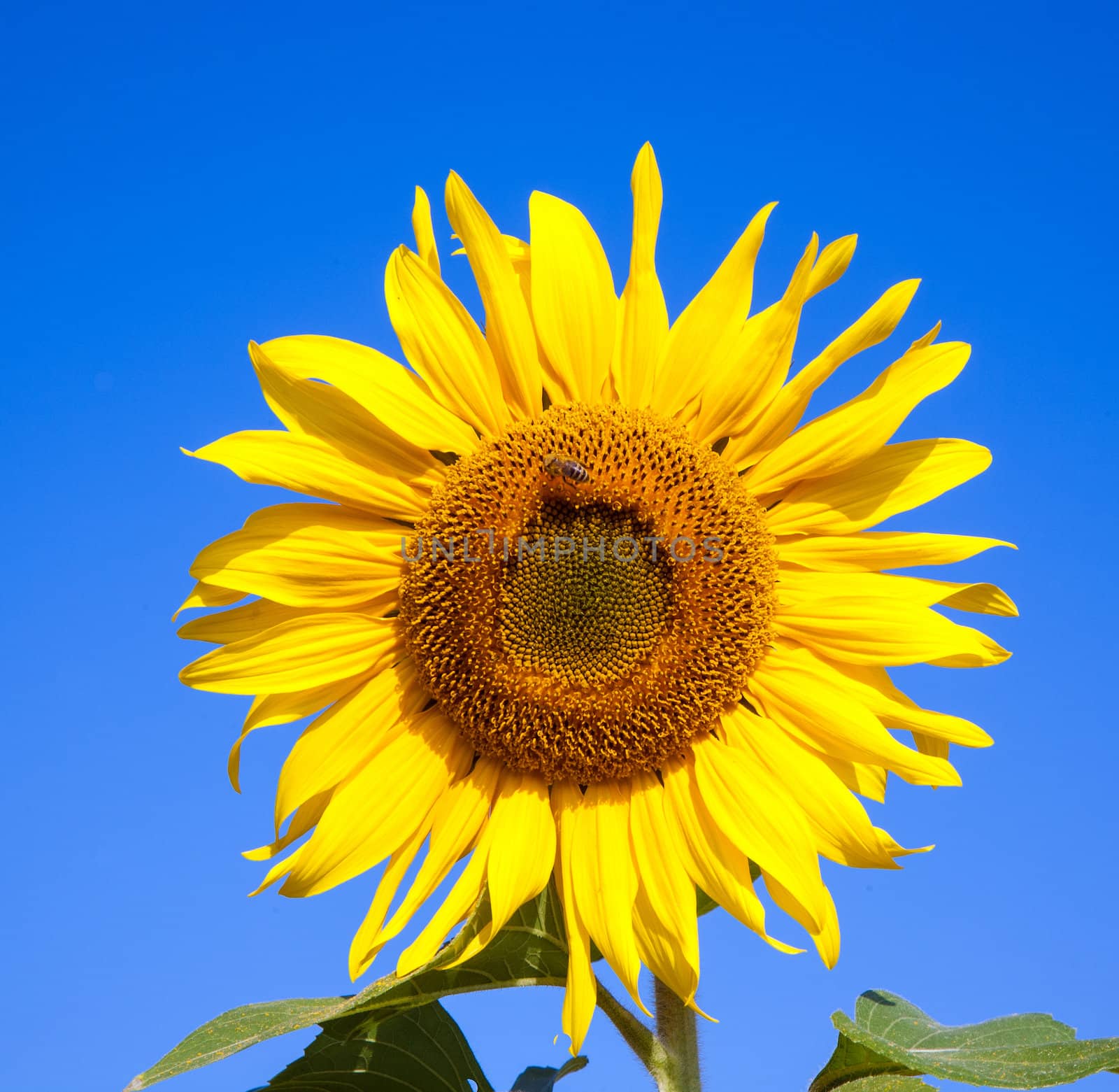 sunflower background with bee and blue sky