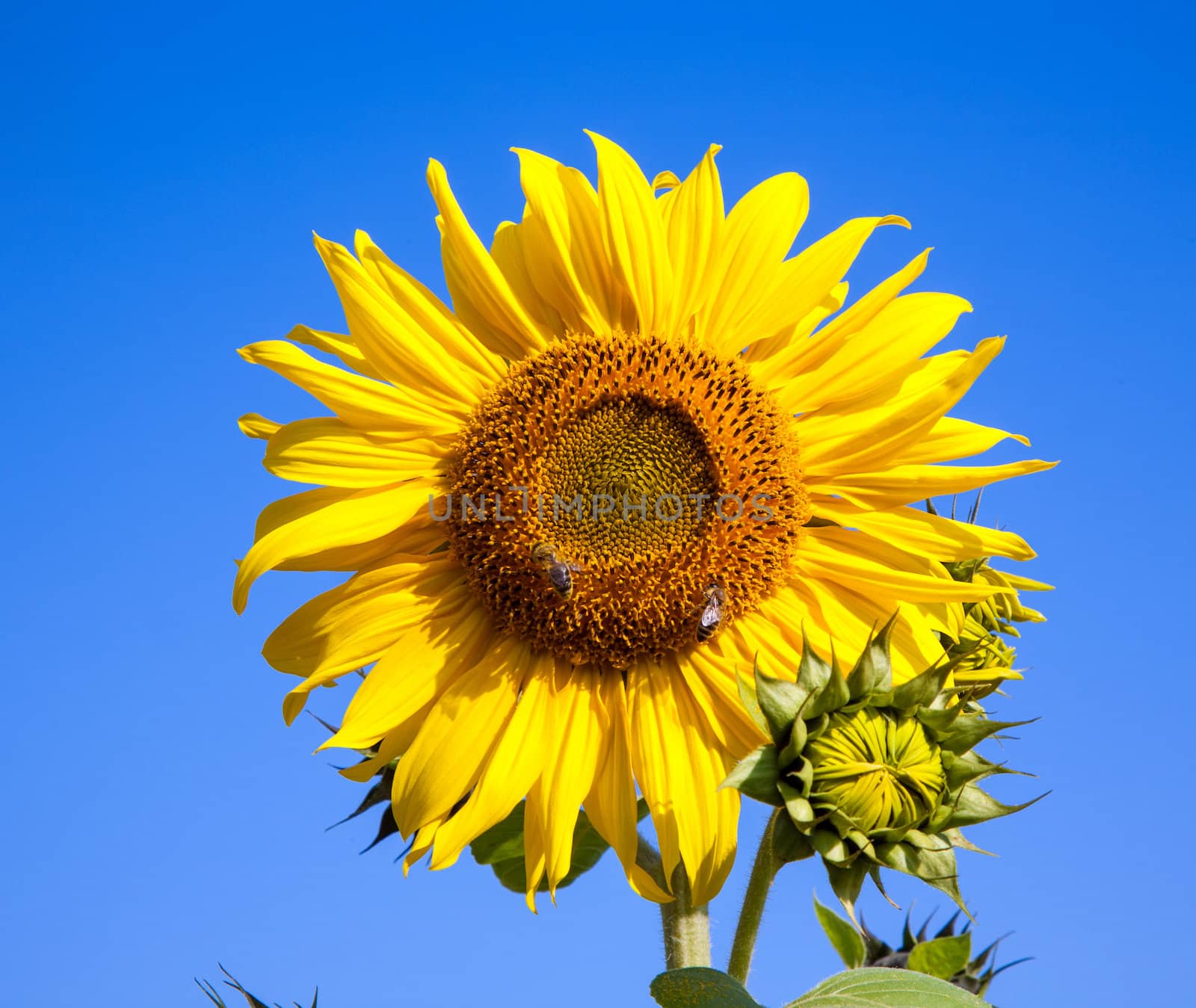 sunflower background with bee and blue sky