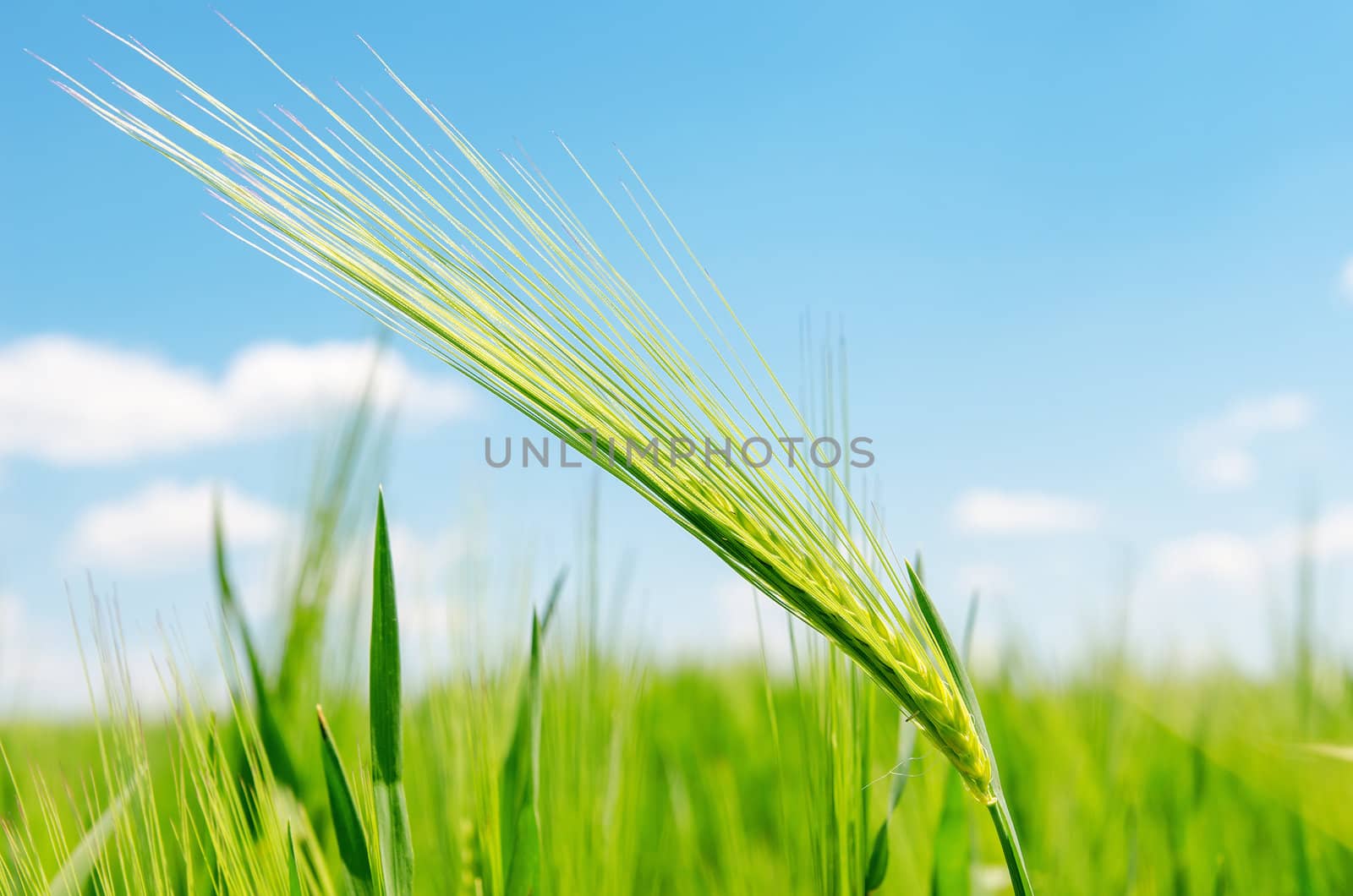 green spica on field. soft focus