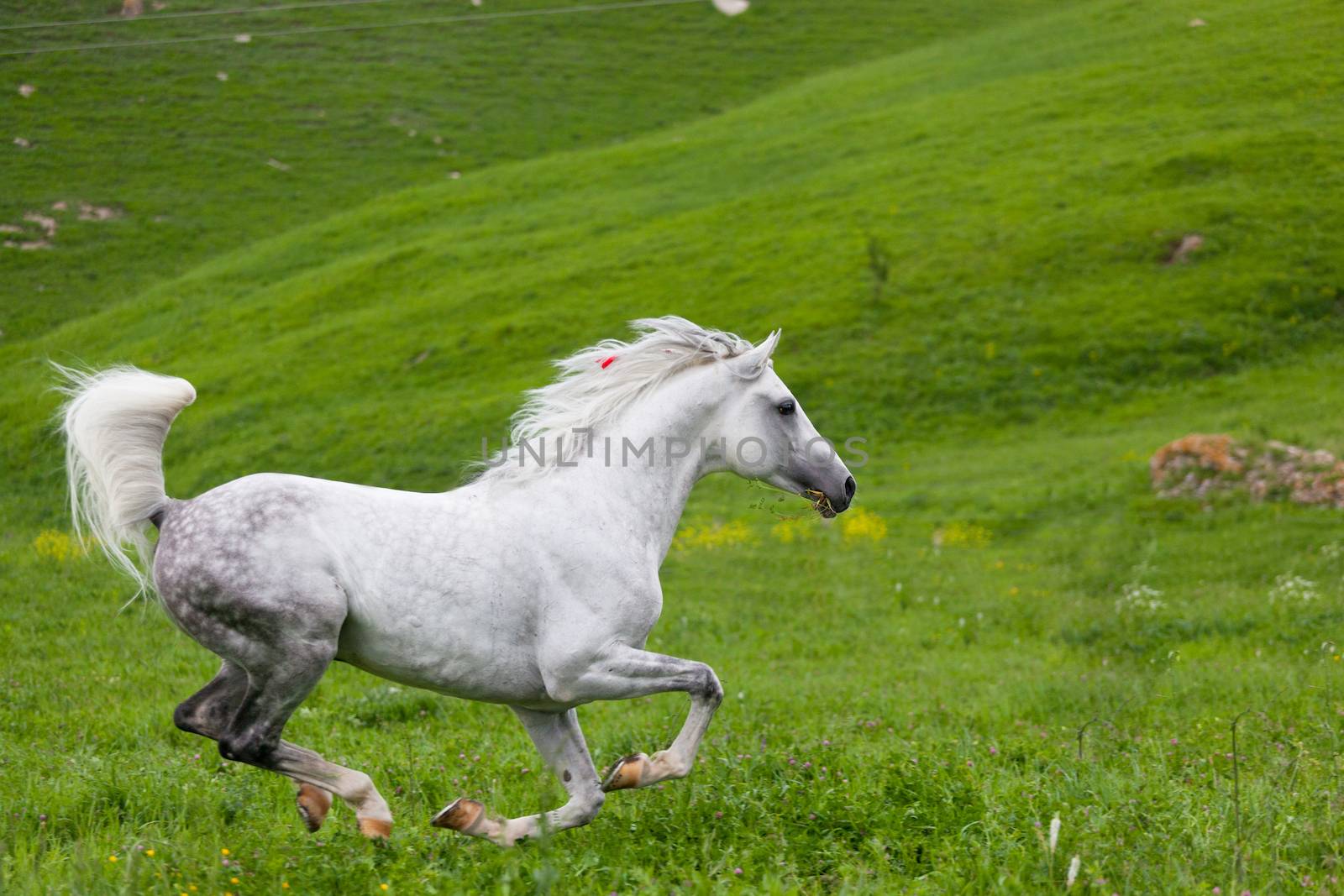 Gray Arab horse gallops on a green meadow