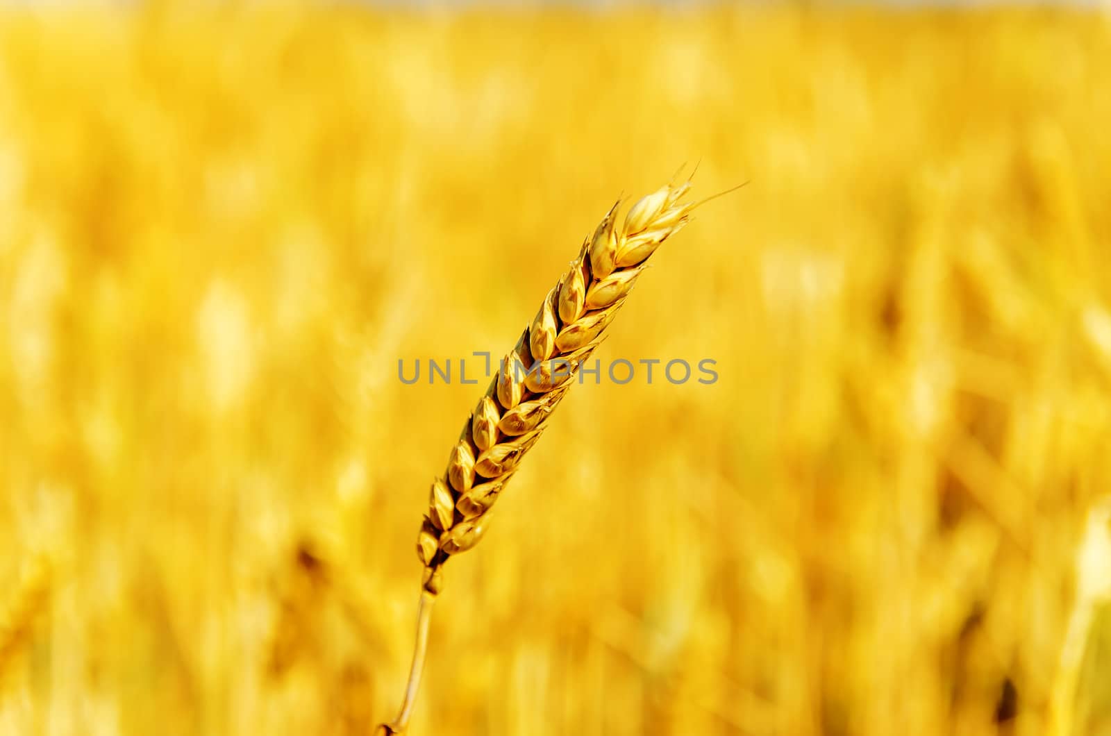 one golden wheat over field. soft focus