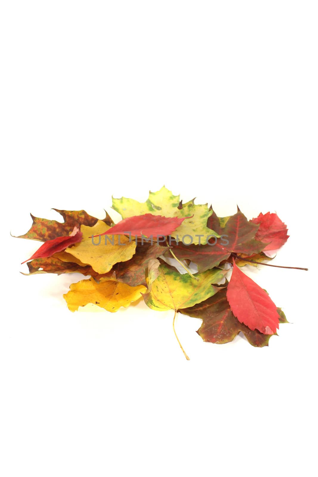 decorative autumn foliage by discovery