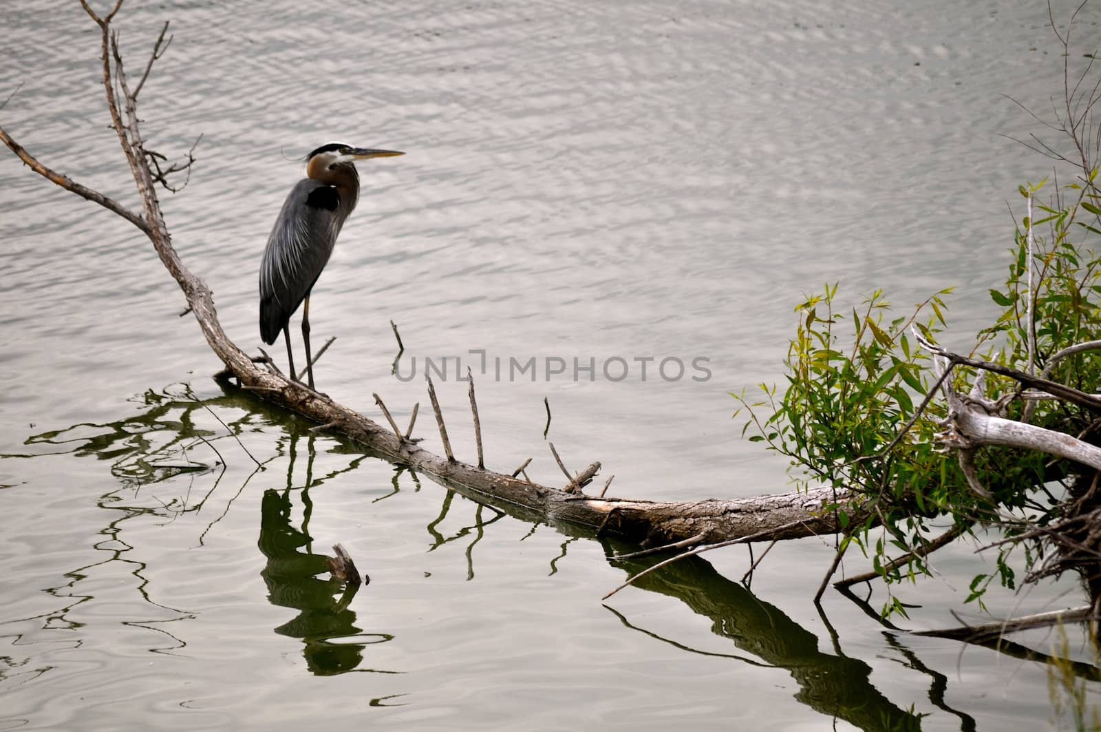 Bird 3 by RefocusPhoto