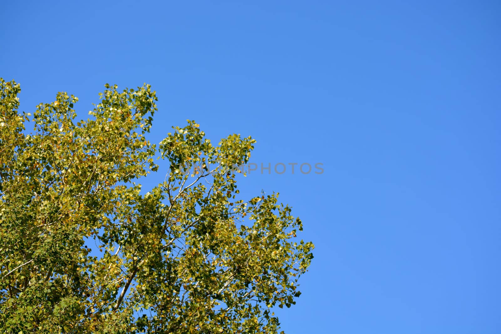 Blue sky and Trees by RefocusPhoto