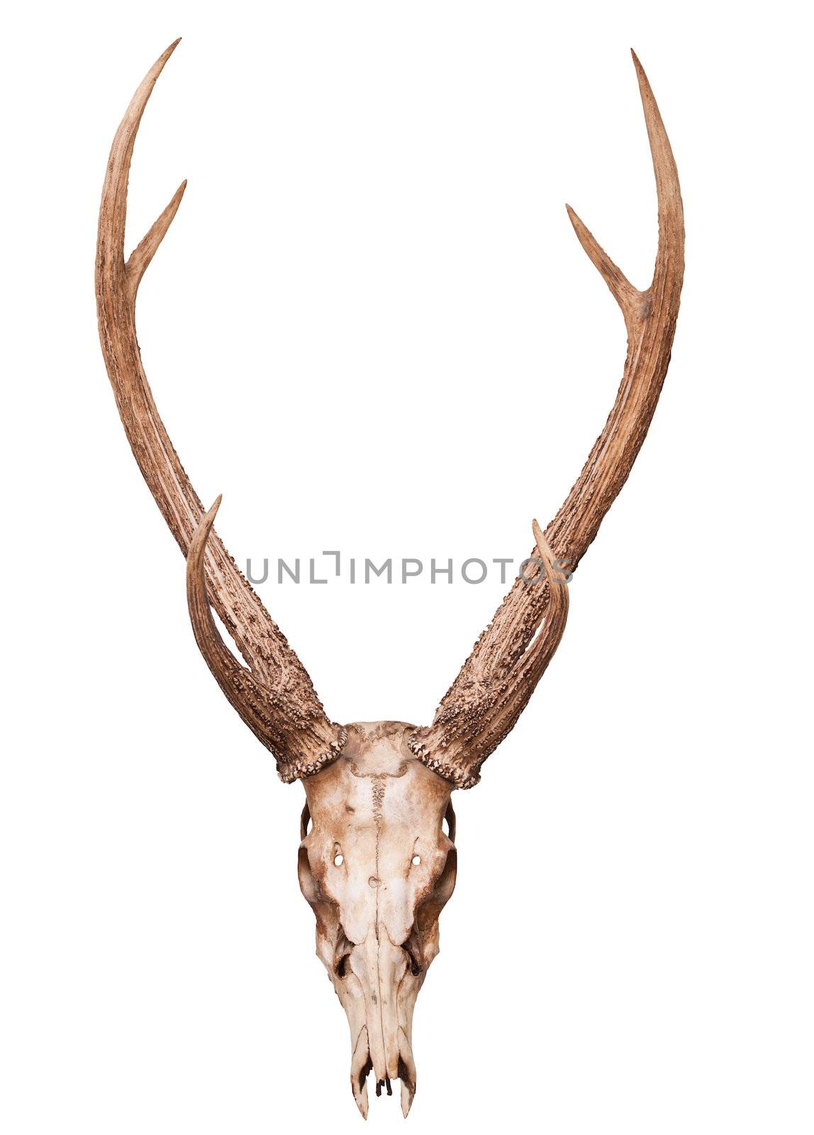 samba deer skull horn isolated on white backgorund by khunaspix