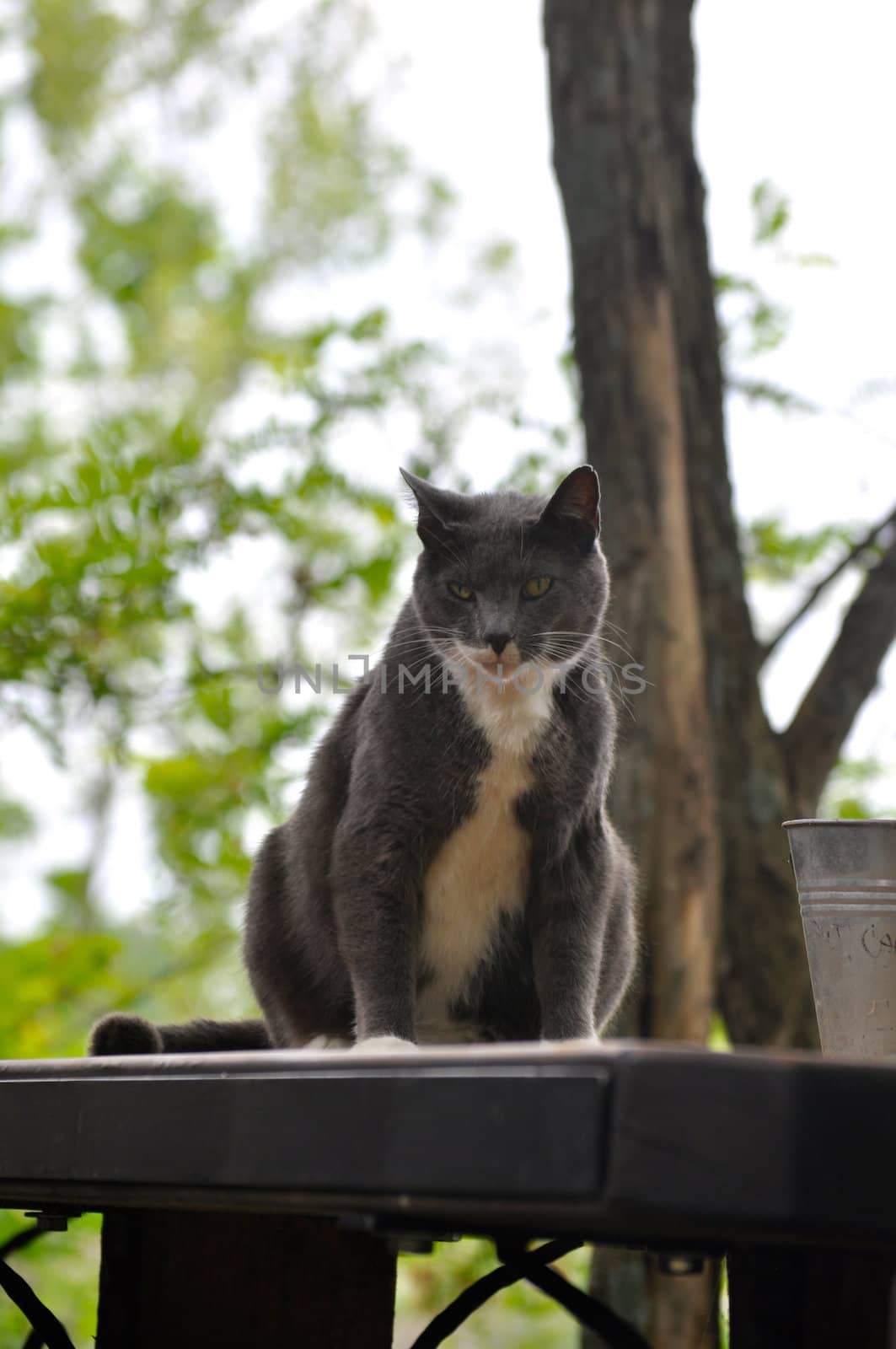 Cat Stares by RefocusPhoto