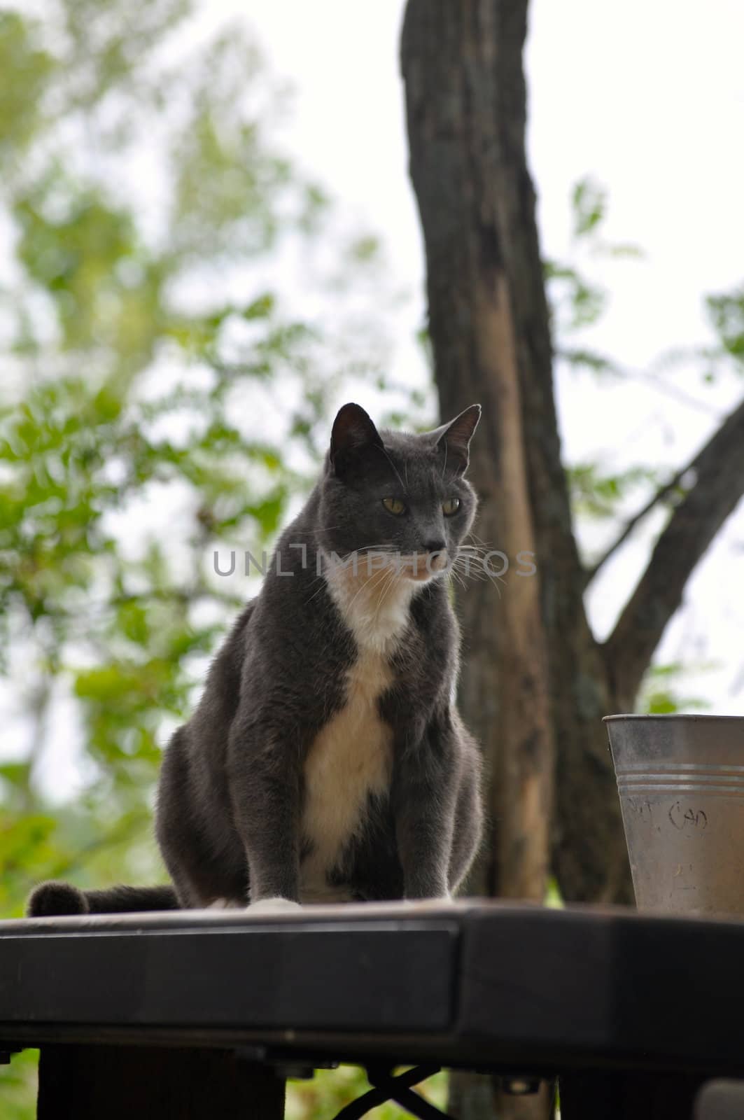 Cat sits and stares on picnic table