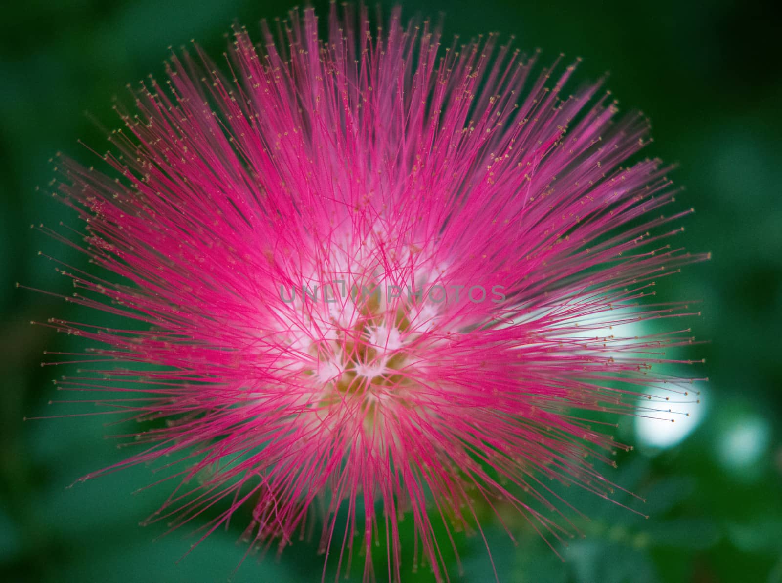 Calliandra surinamensis, Inga pulcherrima