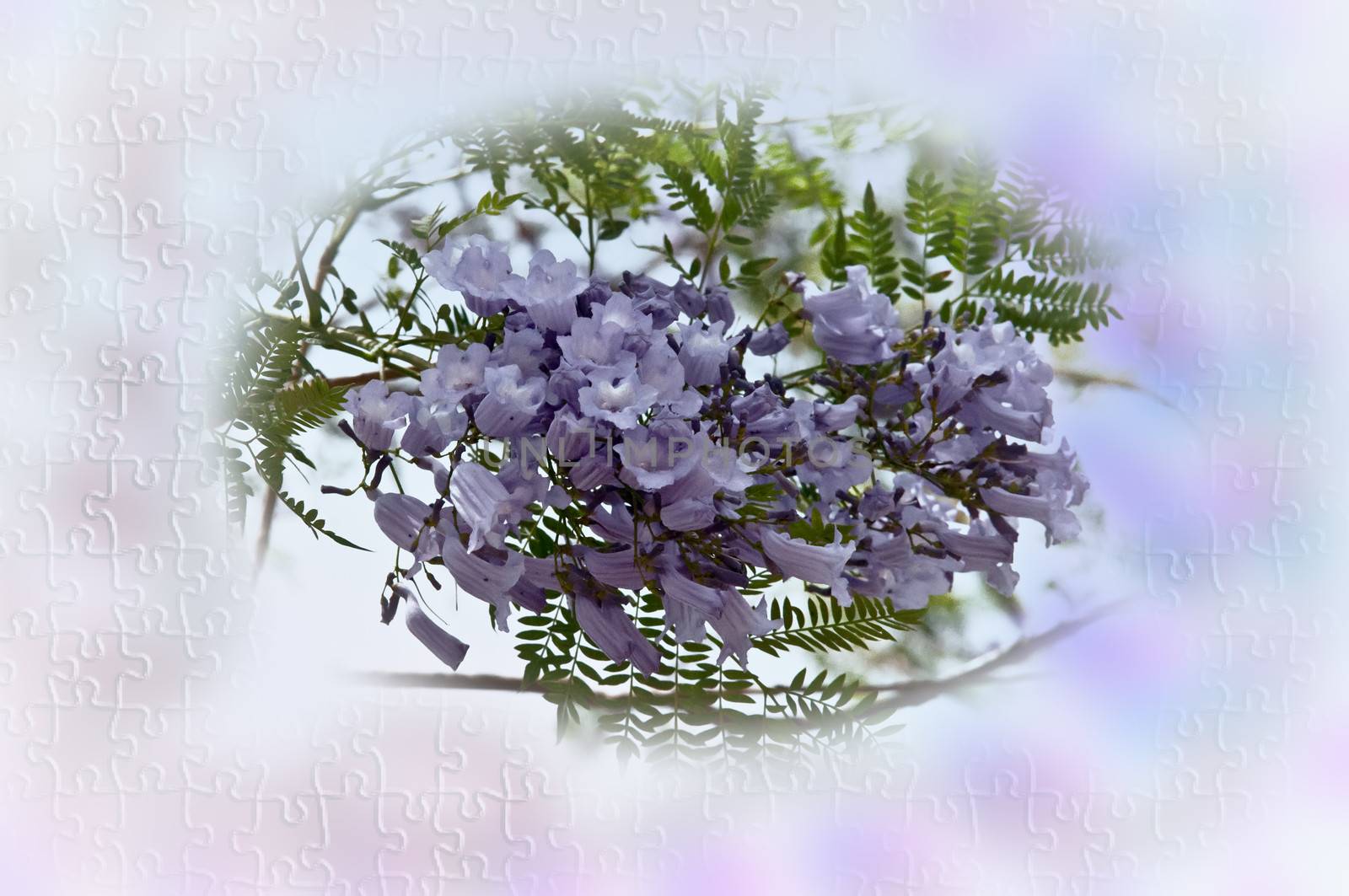 Postcard with Jacaranda mimosifolia with a bunch of flowers .