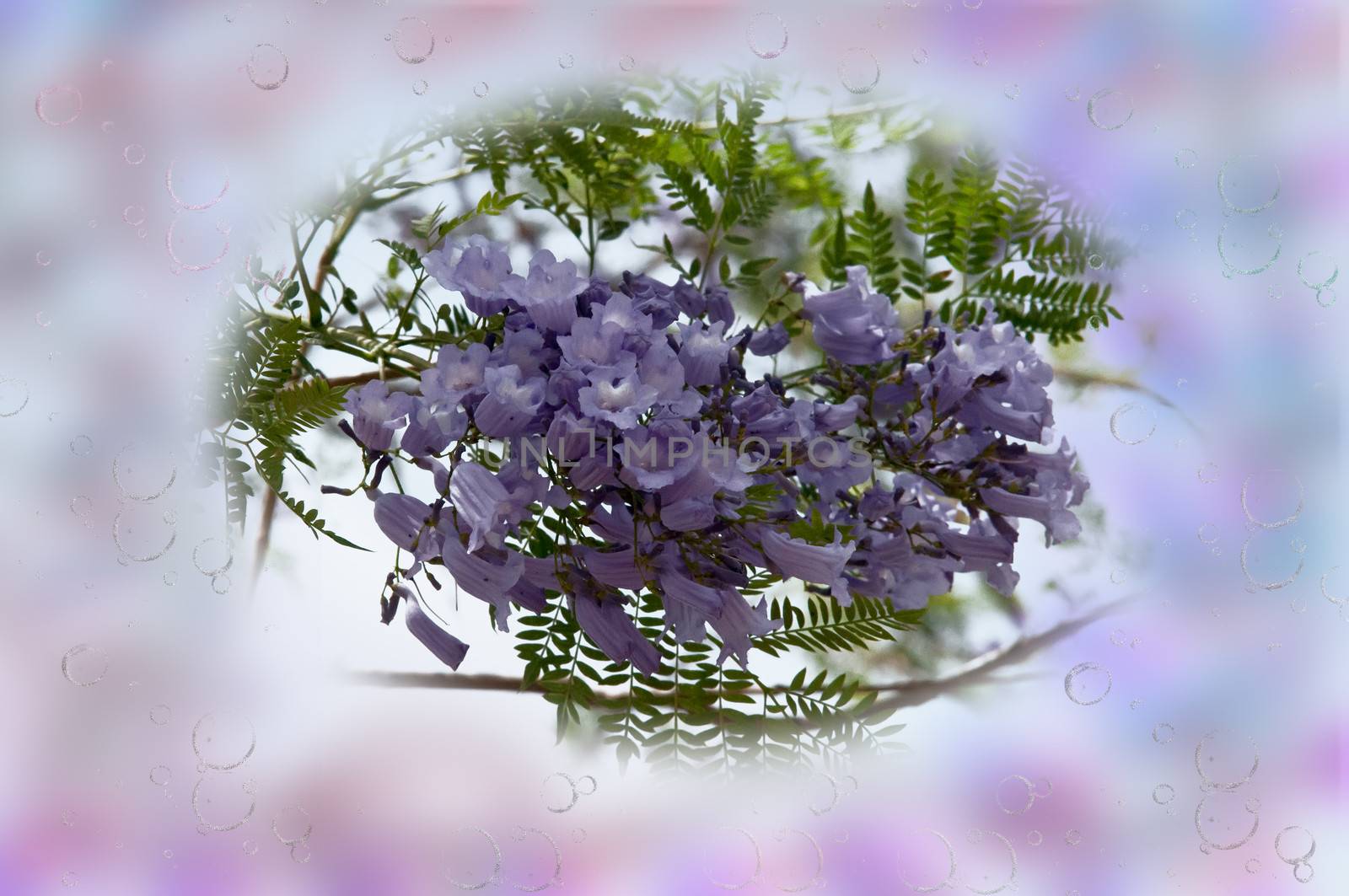 Postcard with Jacaranda mimosifolia with a bunch of flowers .