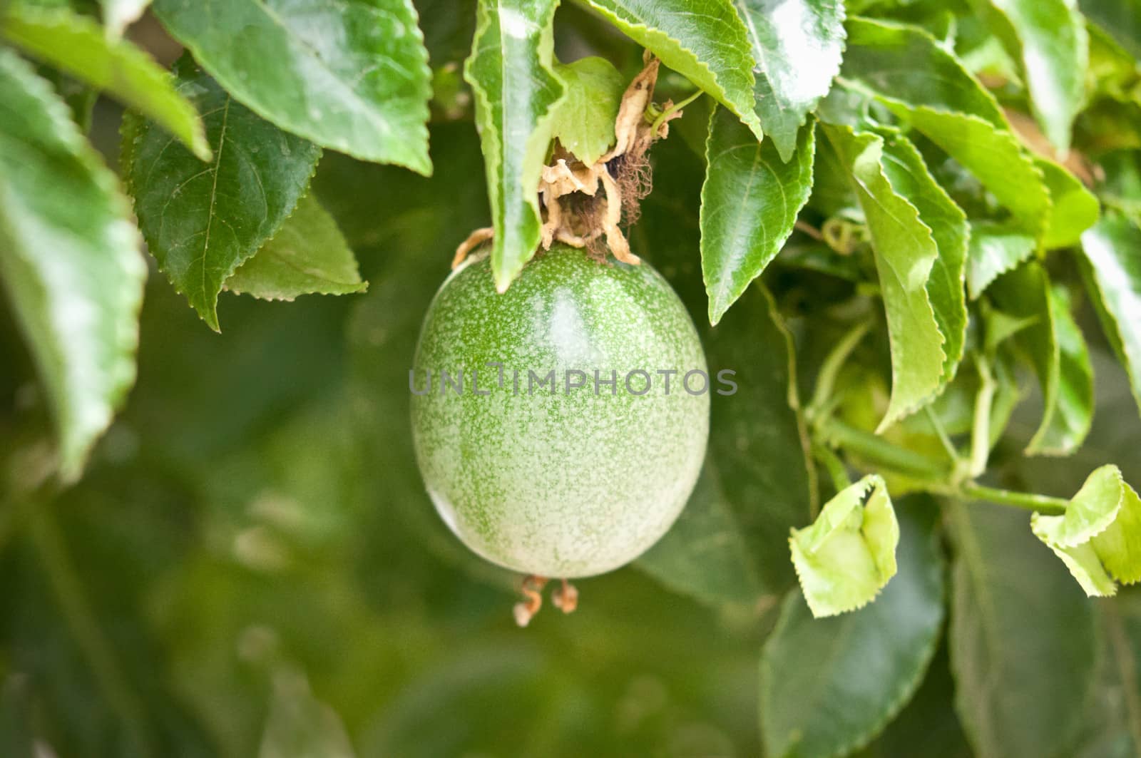 Fresh passion fruit in the garden .