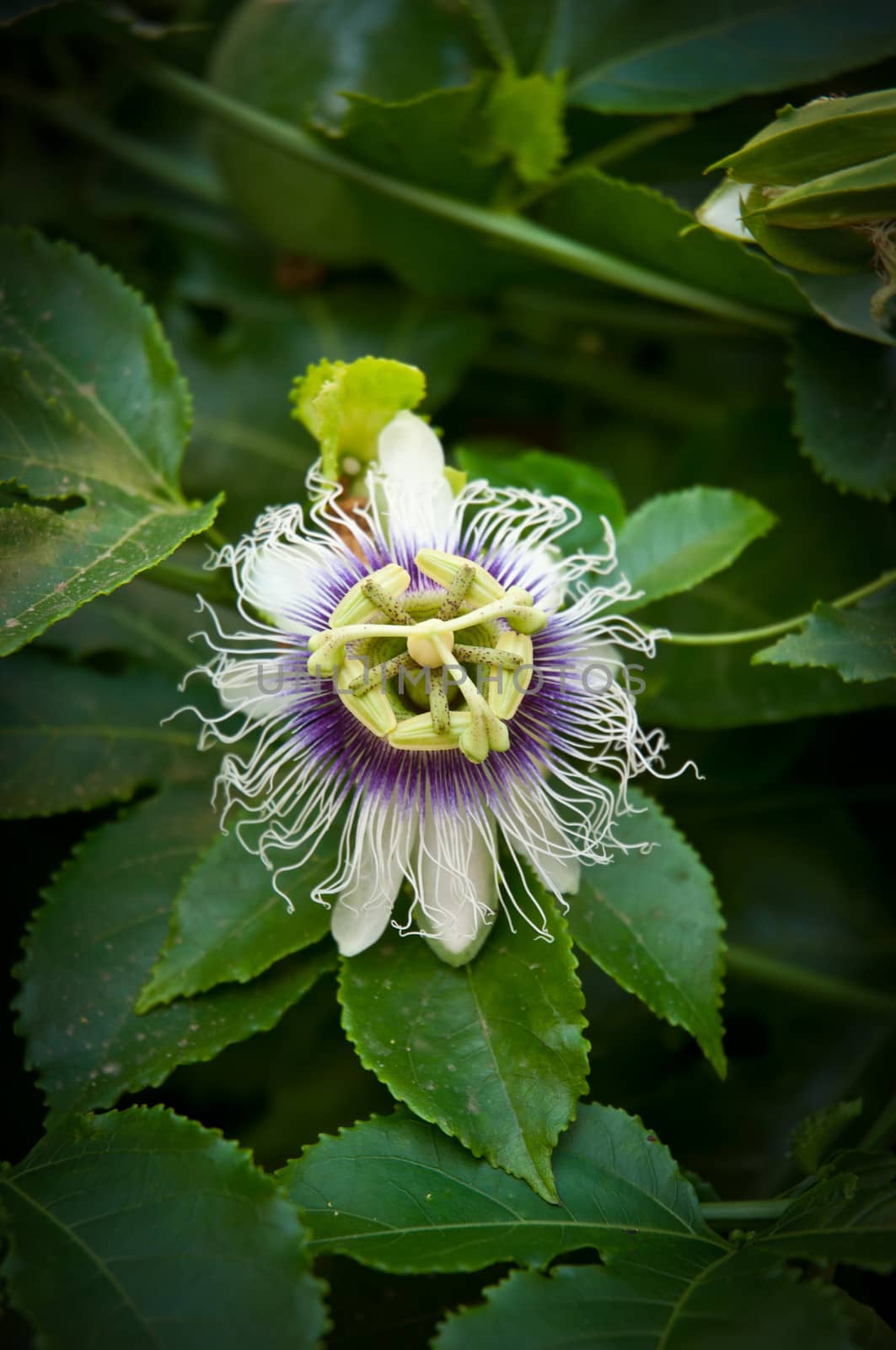 Exotic Maracuja (passion fruit) flower .