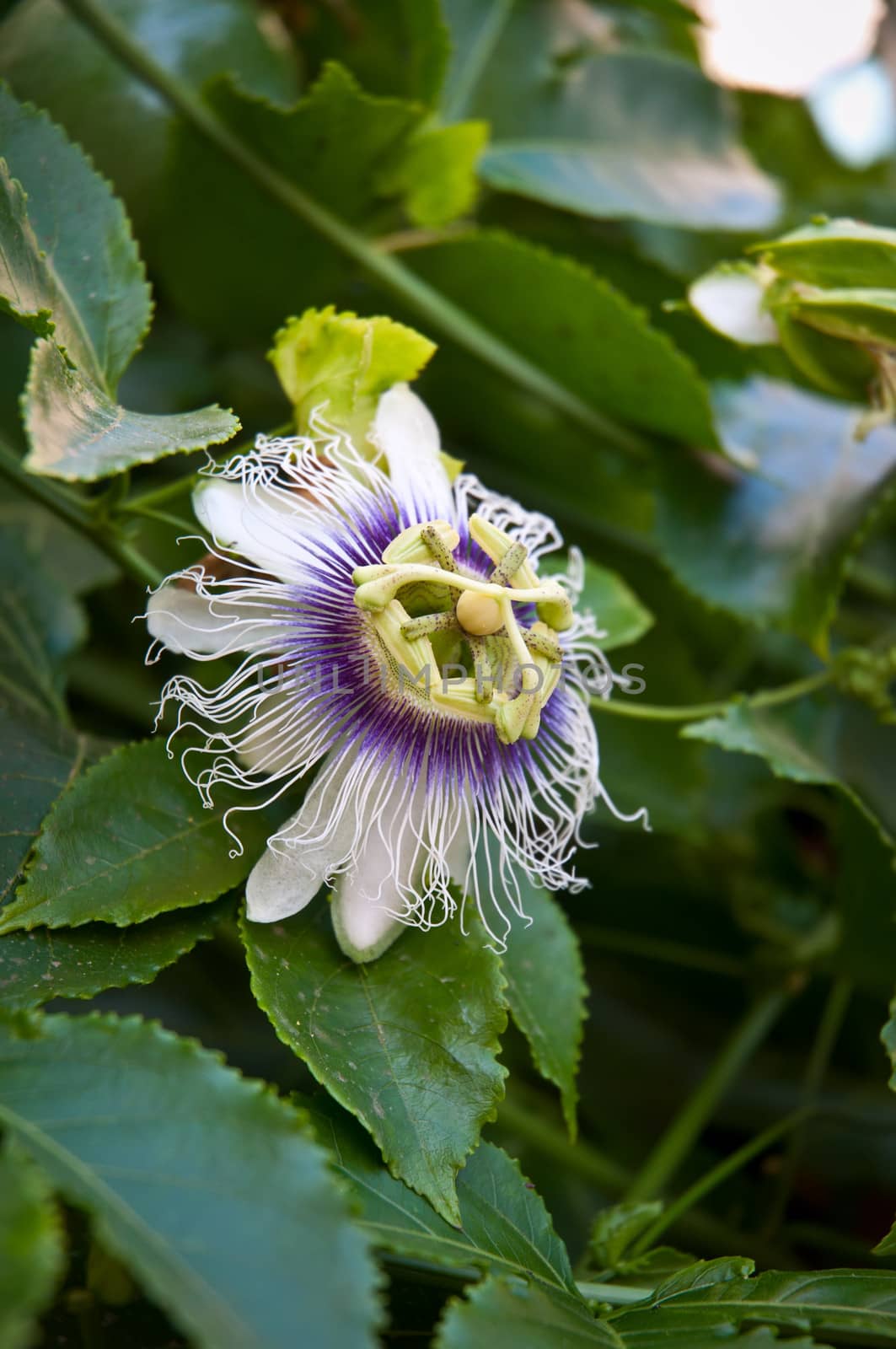 Exotic Maracuja (passion fruit) flower .