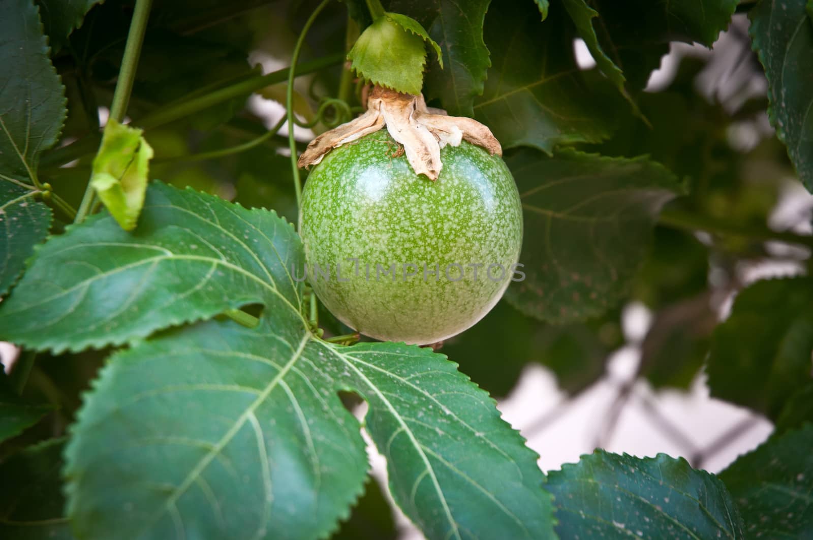 Fresh passion fruit in the garden .