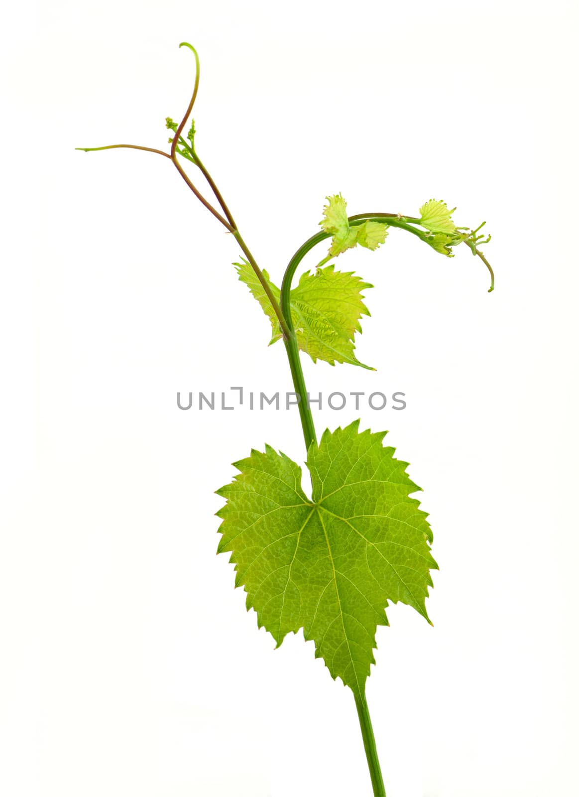 Grape leaves isolanted on white