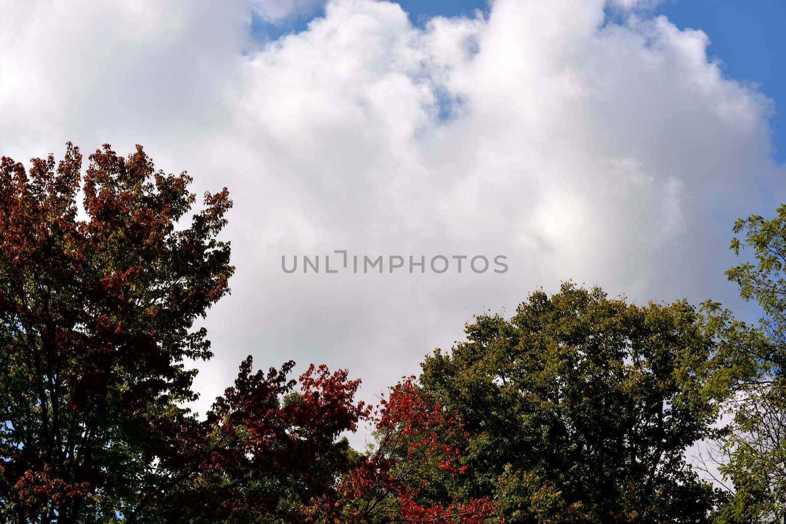 Clouds and Trees background template