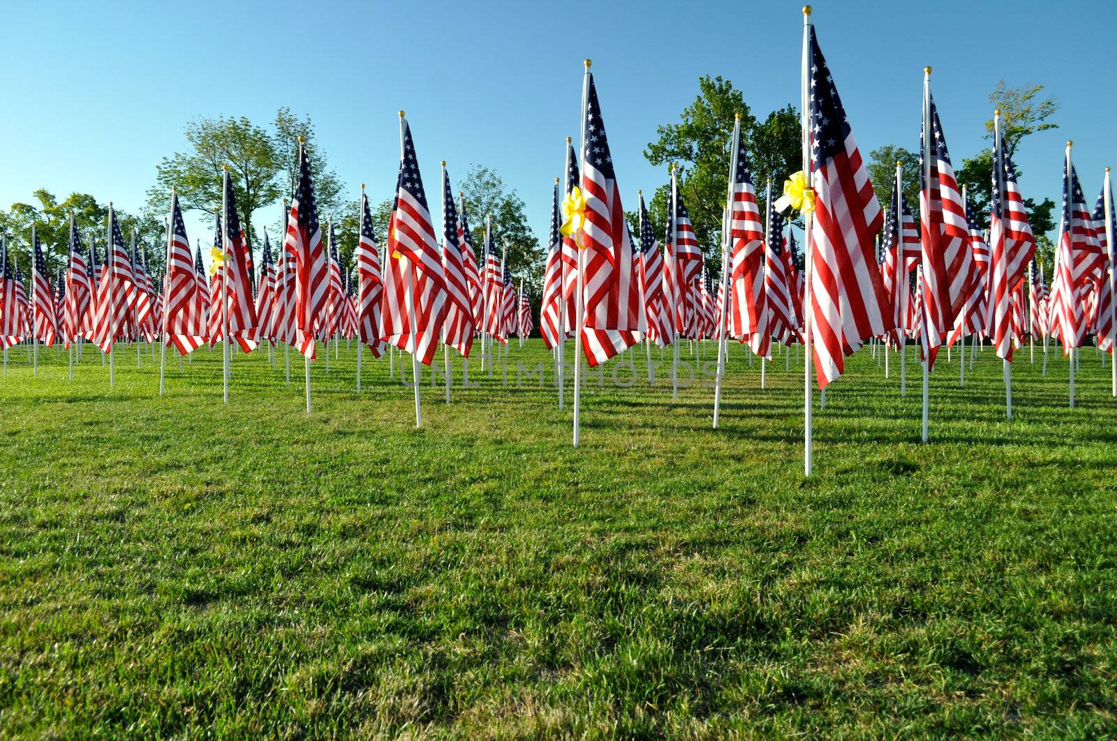 American Flags all in a row