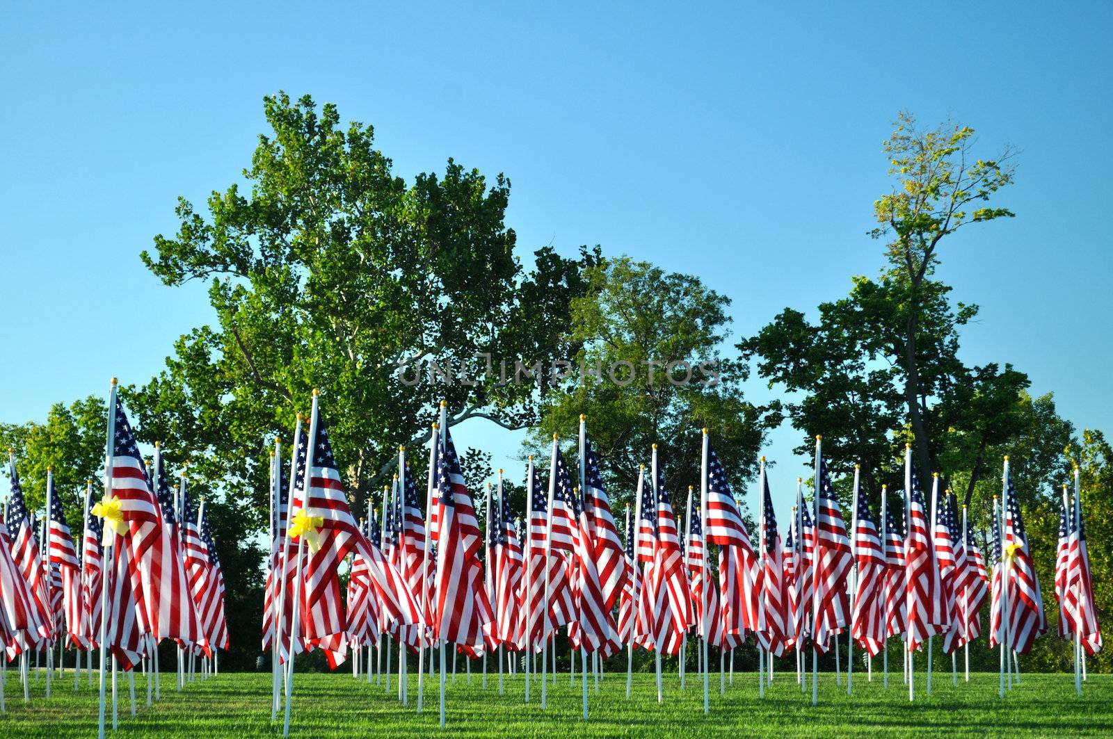American Flags all in a row