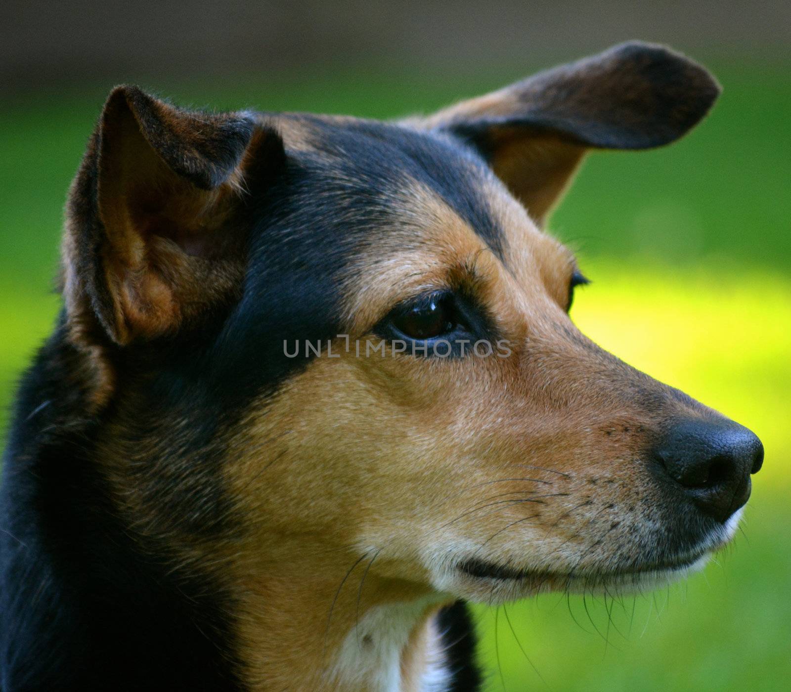 Meagle - Min-Pin Beagle Mixed Breed Dog by RefocusPhoto