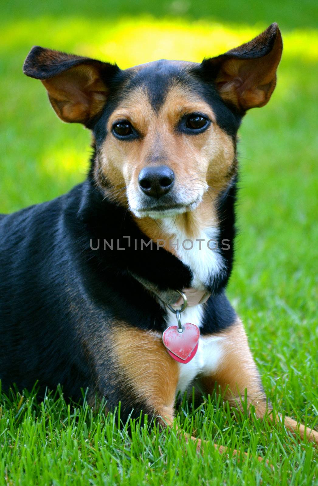 Meagle - Min-Pin Beagle Mixed Breed Dog by RefocusPhoto