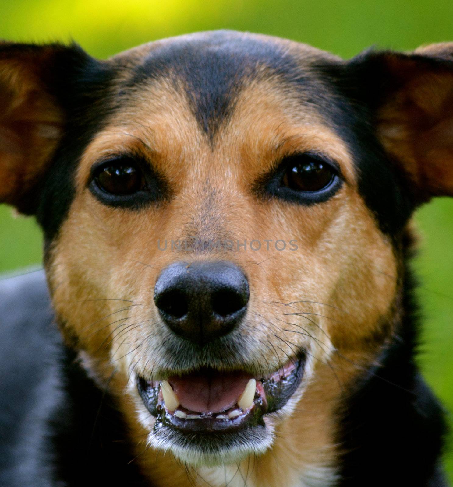 Meagle - Min-Pin Beagle Mixed Breed Dog by RefocusPhoto