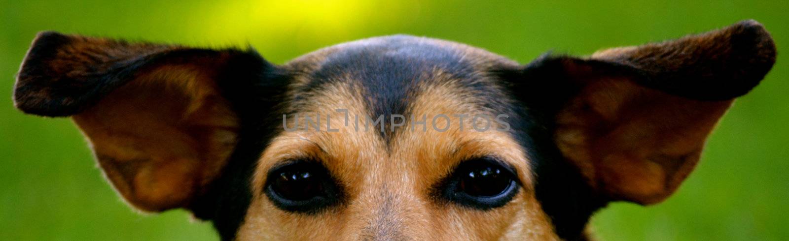 Meagle - Min-Pin Beagle Mixed Breed Dog by RefocusPhoto