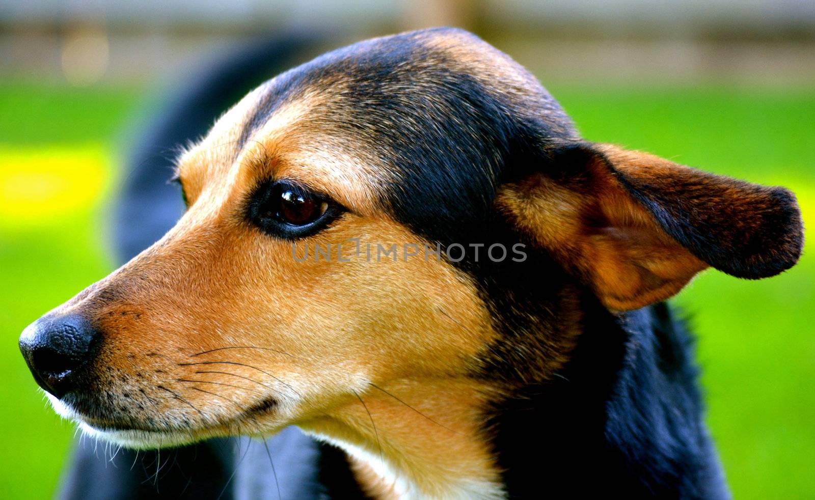 Meagle - Min-Pin Beagle Mixed Breed Dog by RefocusPhoto