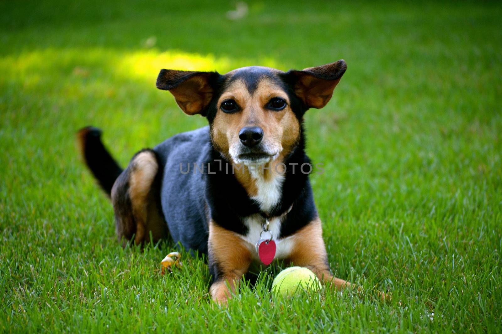 Meagle - Min-Pin Beagle Mixed Breed Dog by RefocusPhoto