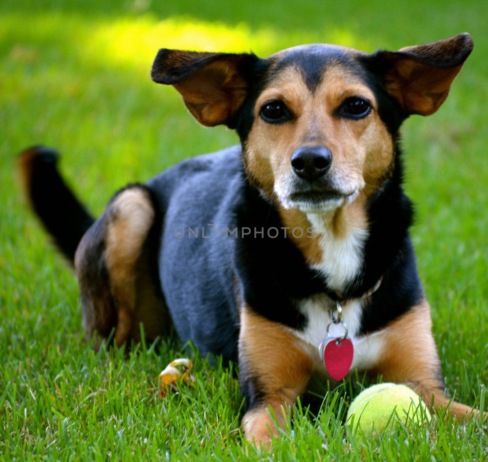 Meagle - Min-Pin Beagle Mixed Breed Dog by RefocusPhoto