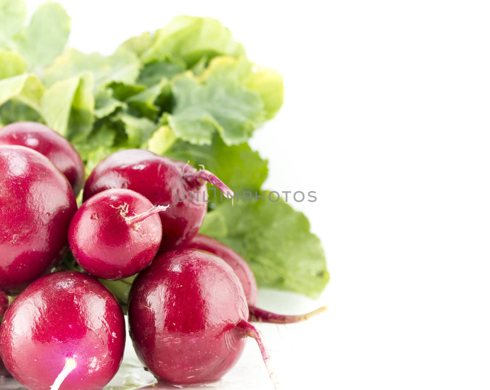 Small garden red radish on white background