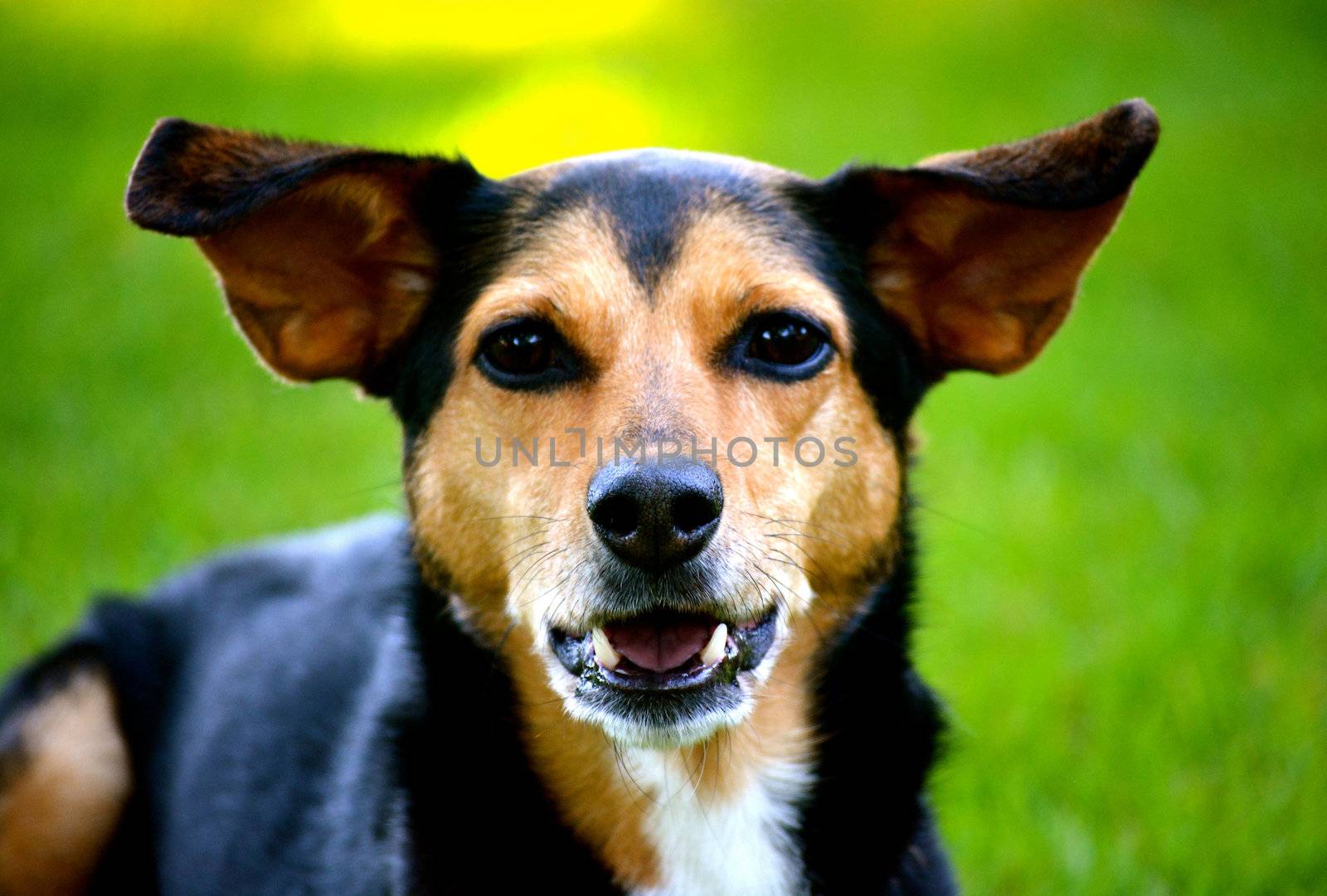 Meagle - Min-Pin Beagle Mixed Breed Dog by RefocusPhoto