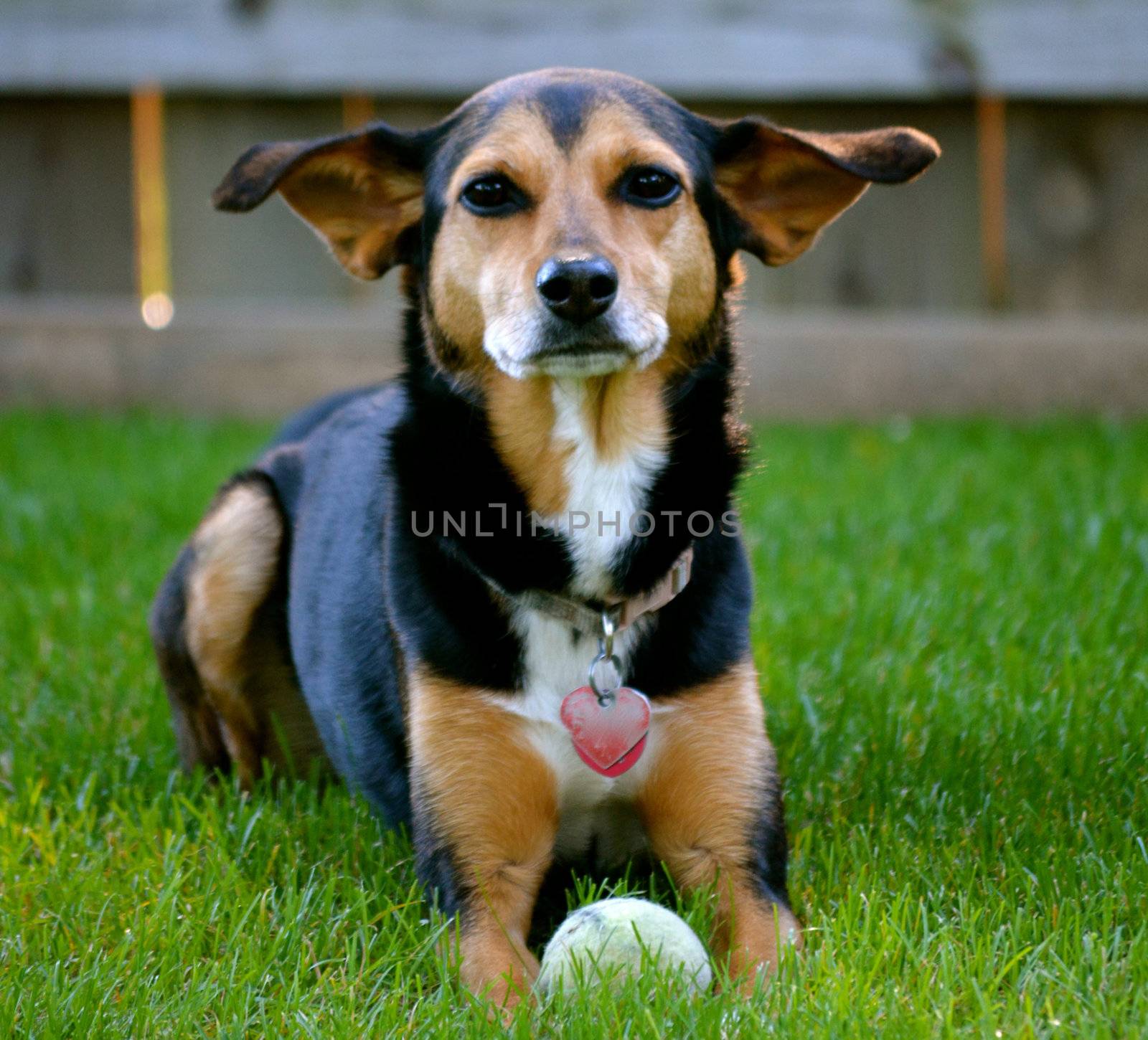 Meagle - Min-Pin Beagle Mixed Breed Dog by RefocusPhoto